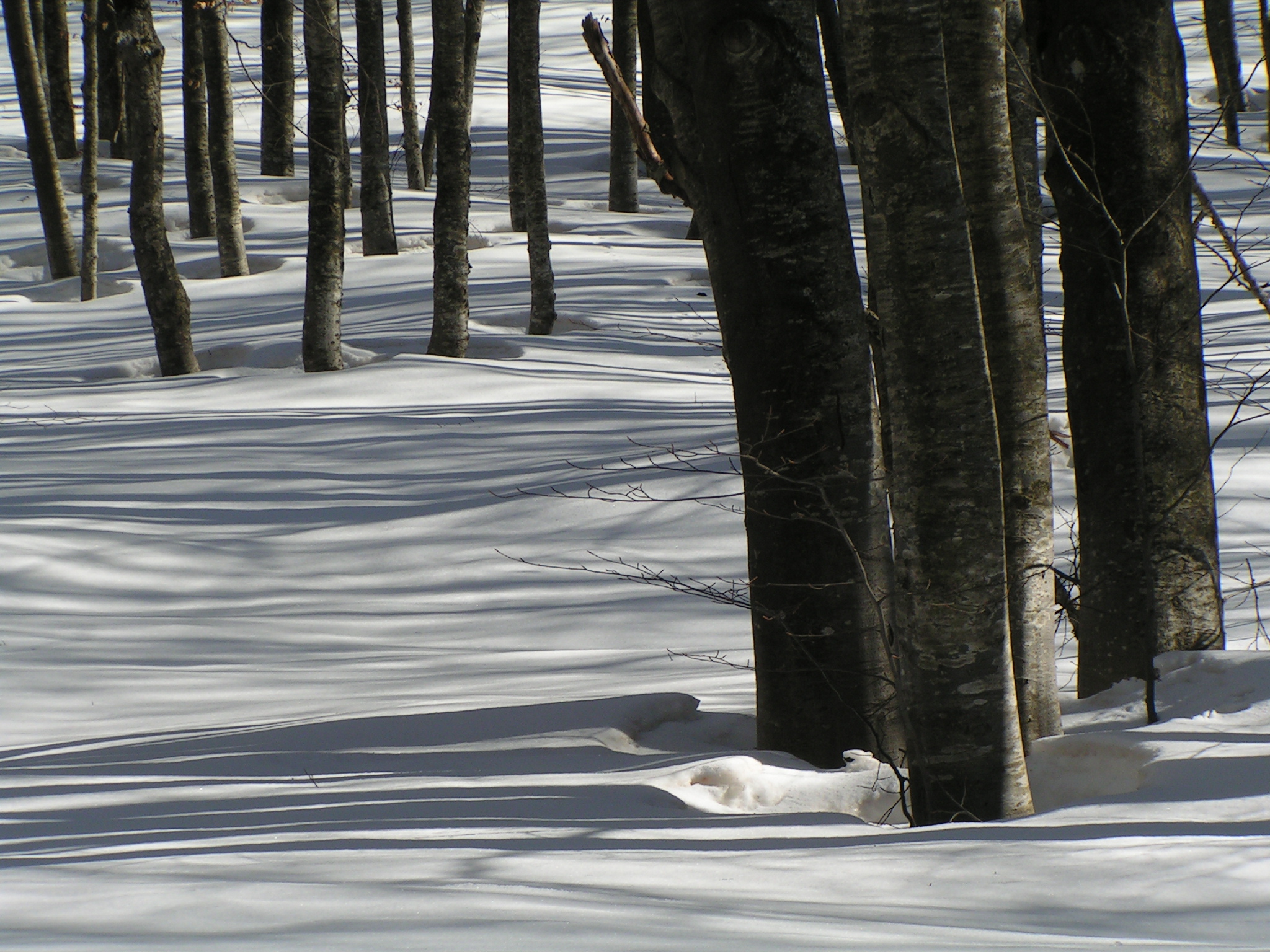 Young beech trees in the snow