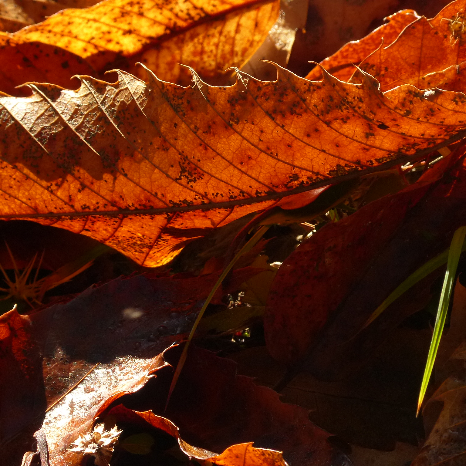 Chestnut leaves