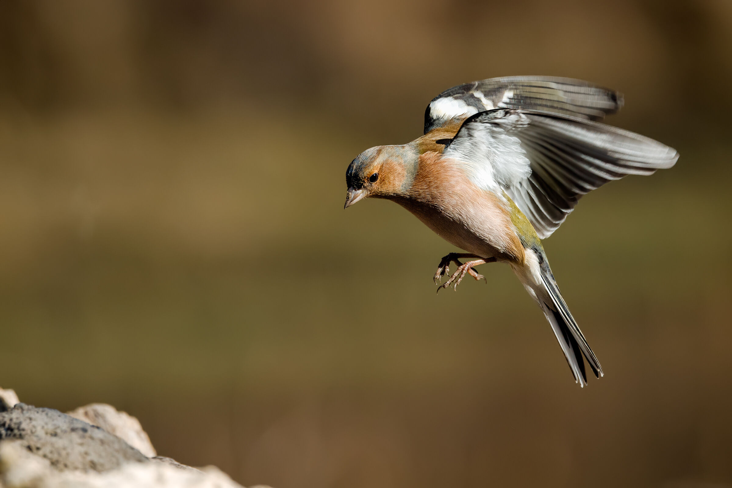 Fringilla coelebs
