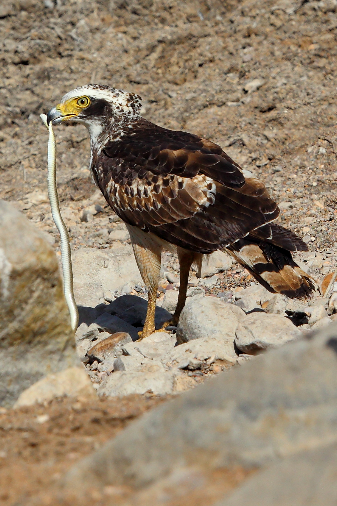 Aquila serpentaria crestata con preda