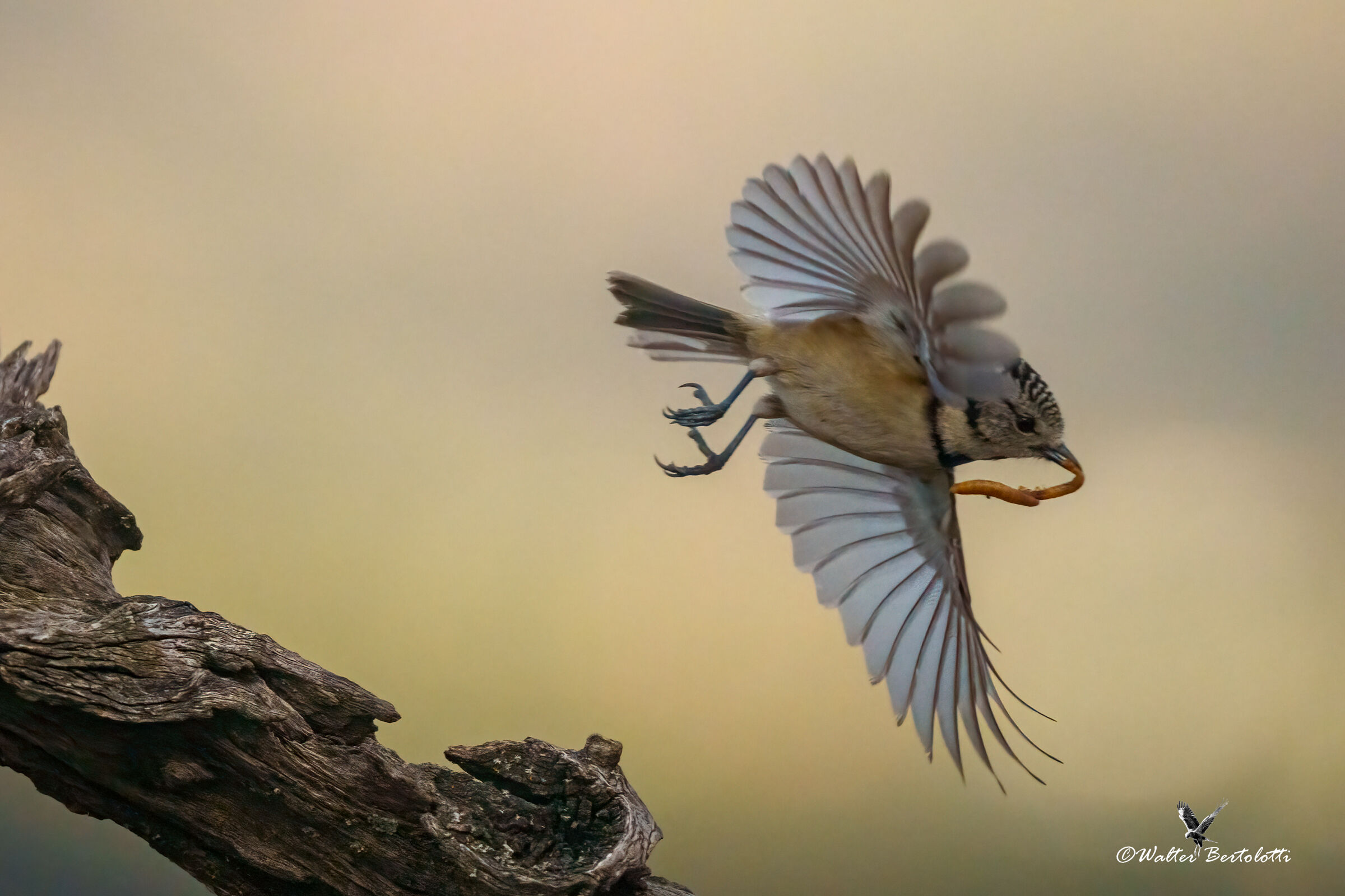 due al prezzo di uno