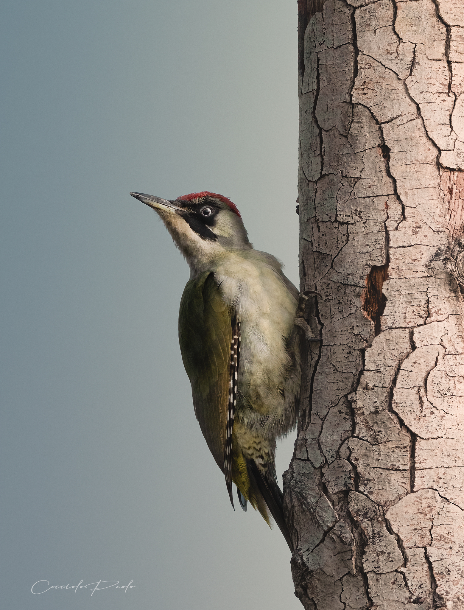 Picchio verde femmina