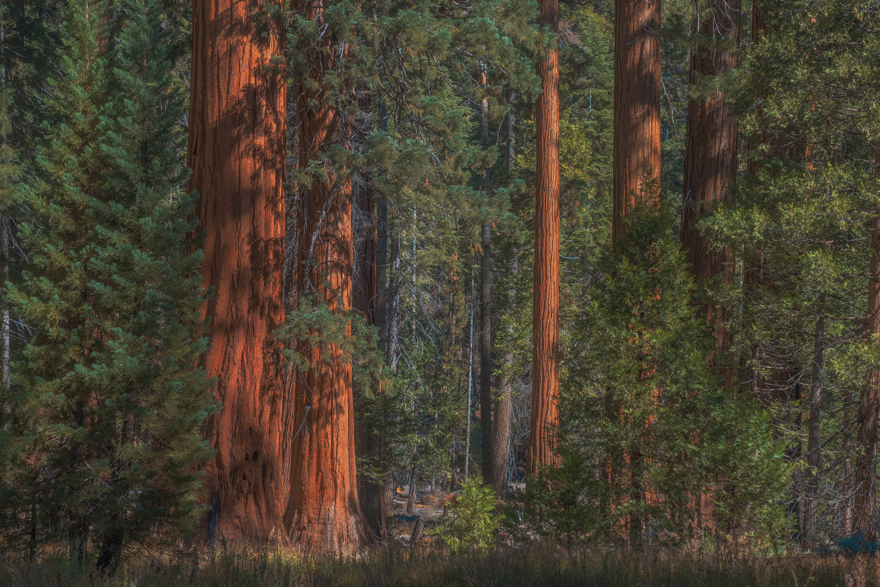Sequoia National Park