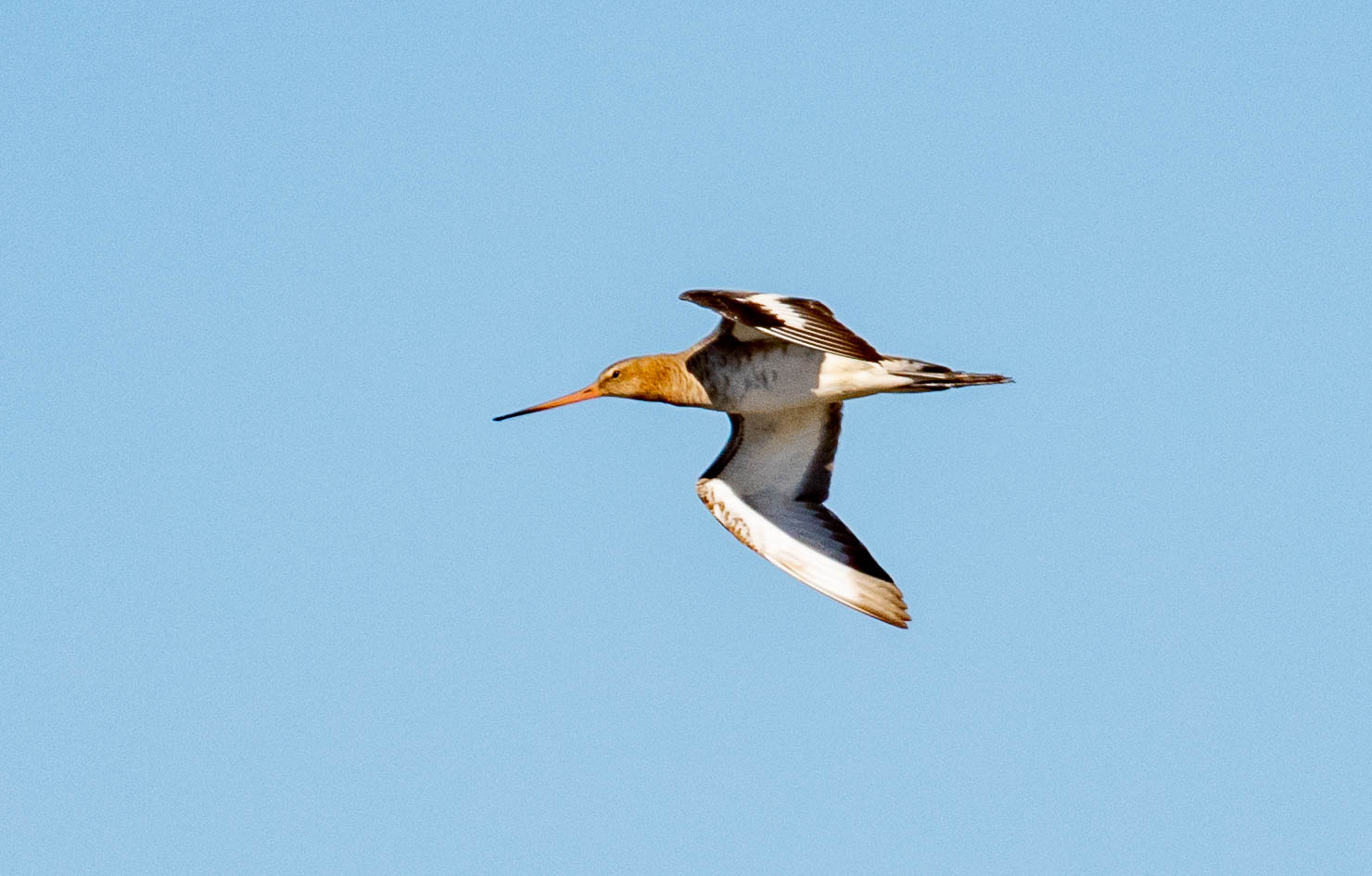 Black-tailed godwit