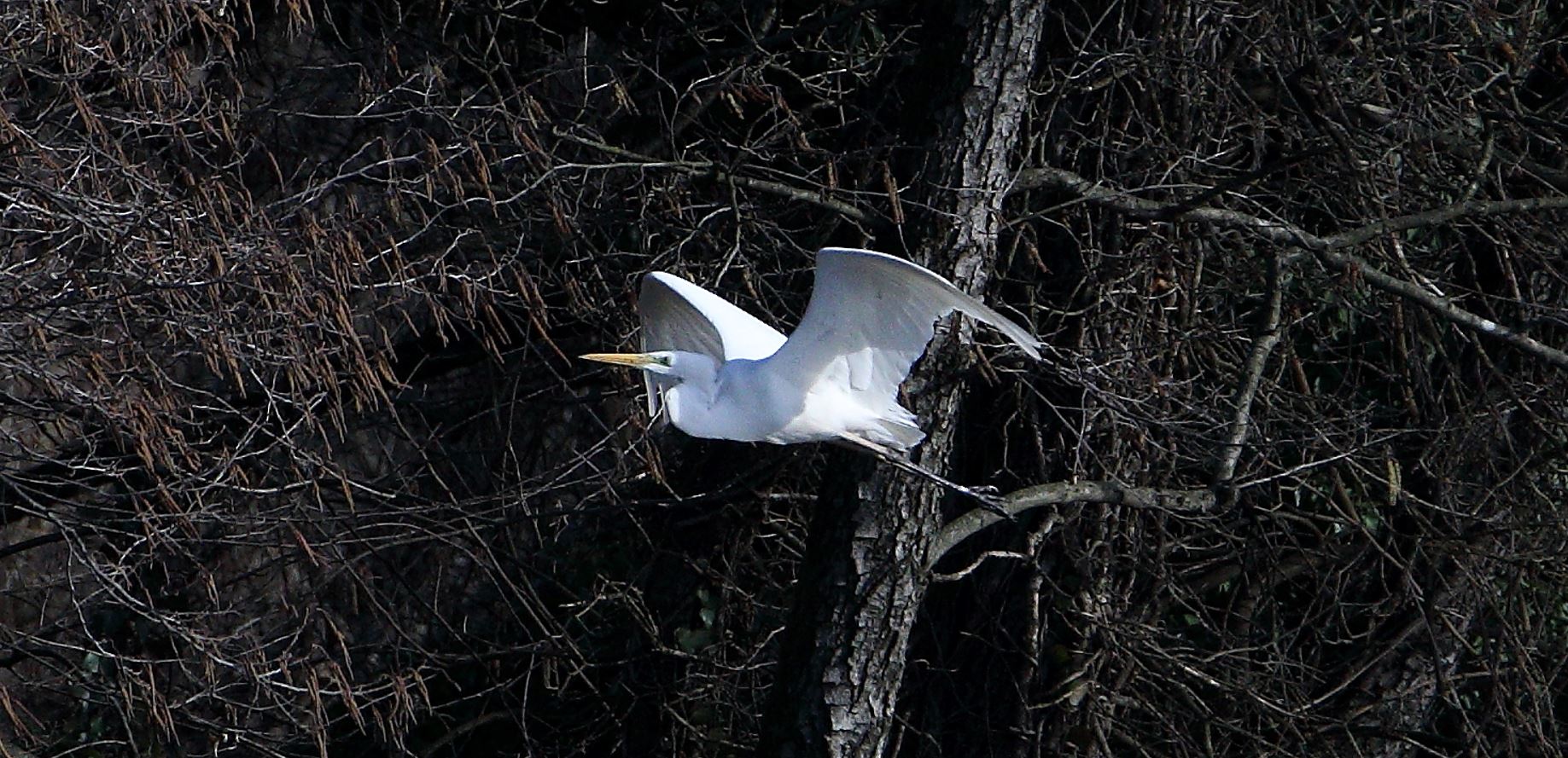 white major 22-02-2022