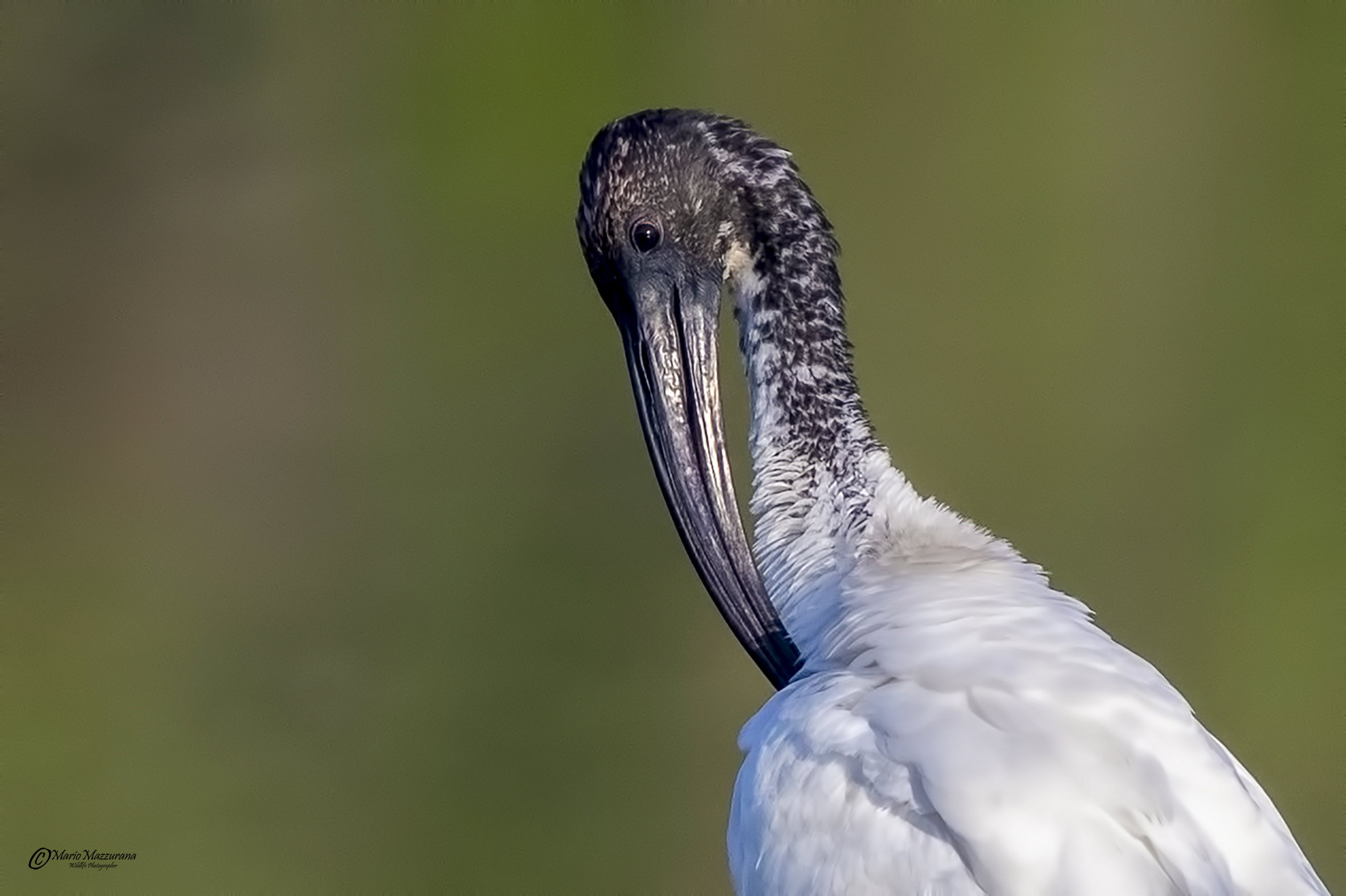 Ibis sacro "Fototessera"