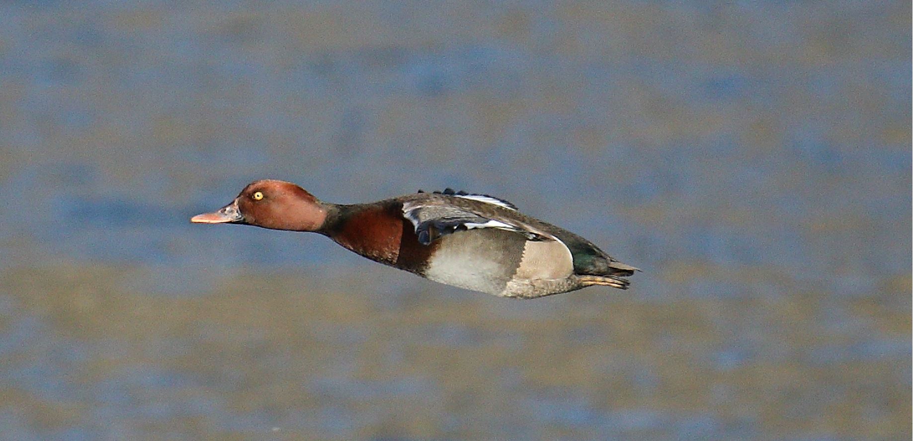 moriglione 22-02-2022