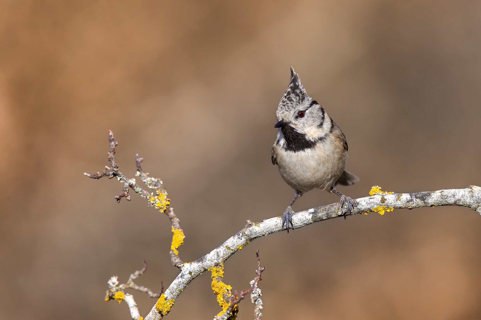 Tufted