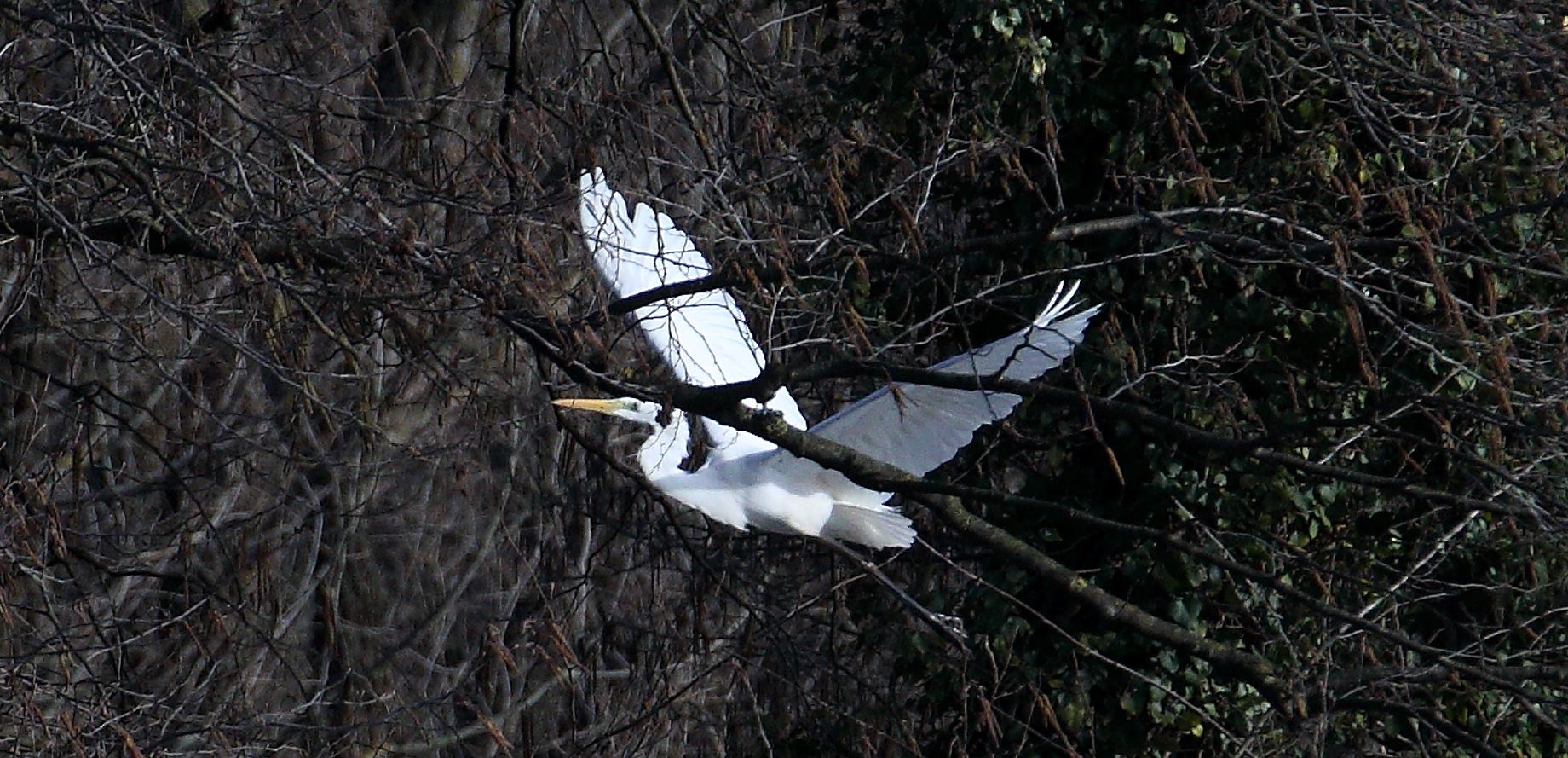 white major 22-02-2022