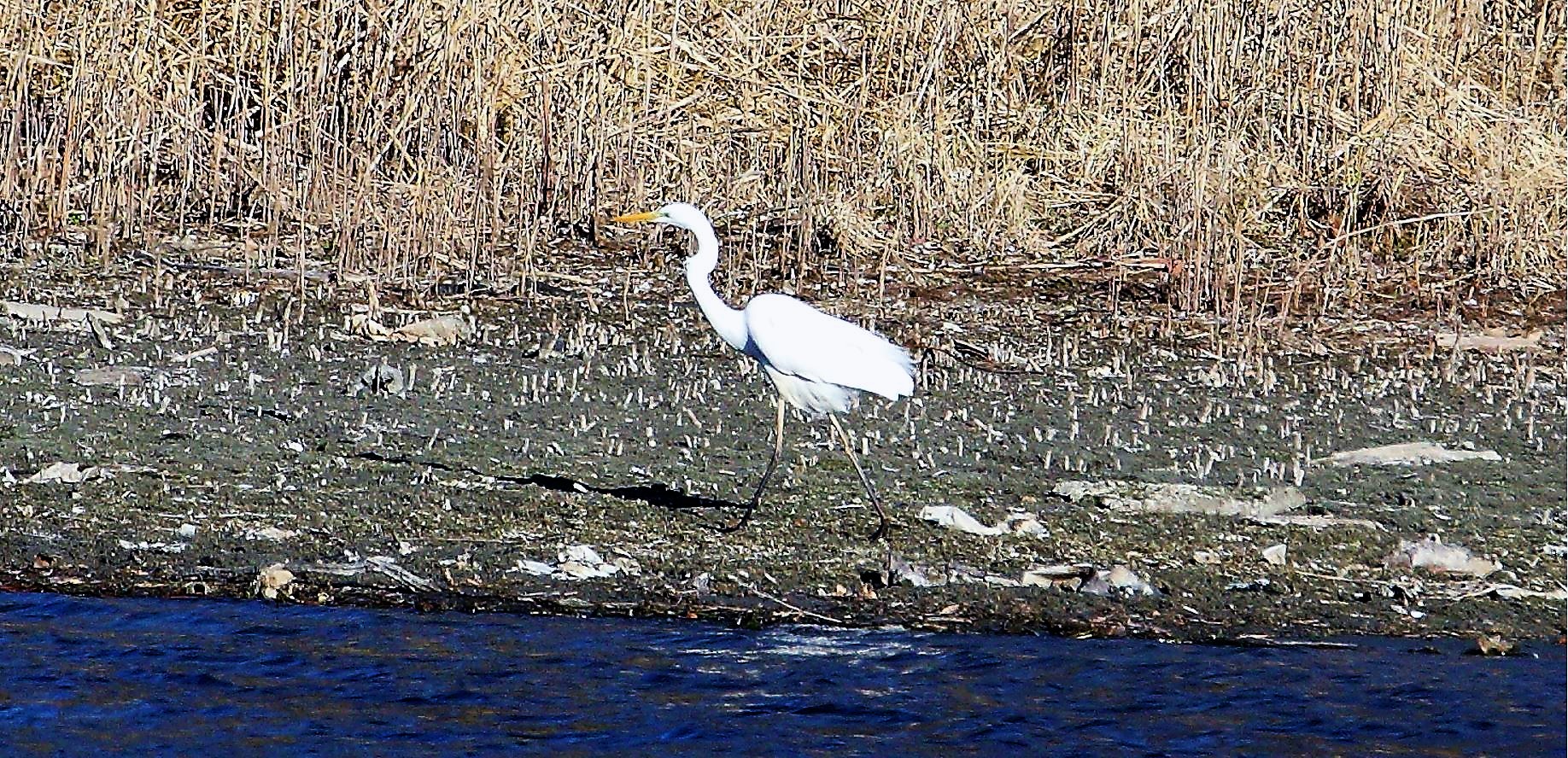 white major 22-02-2022