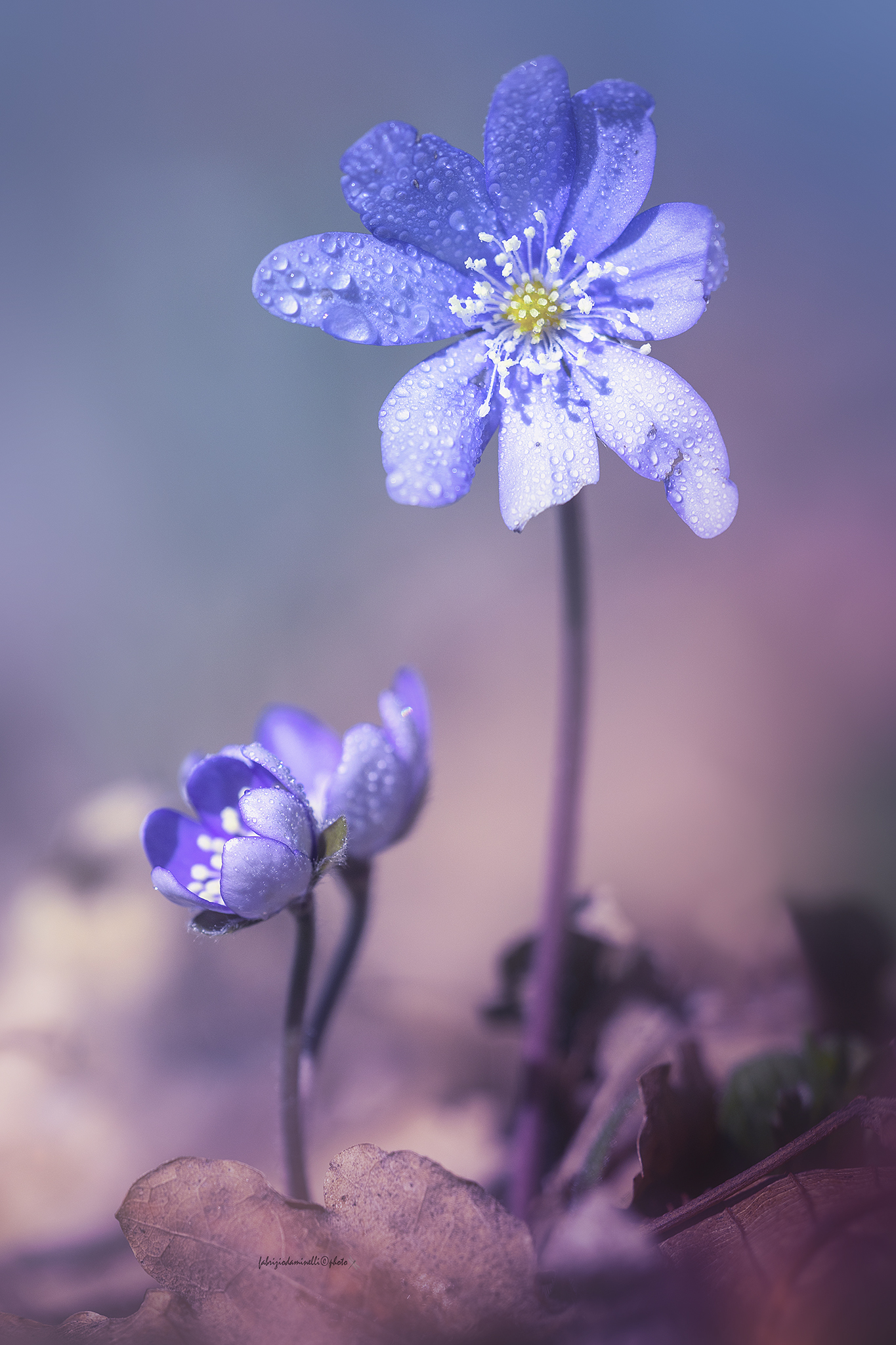 Hepatica nobilis