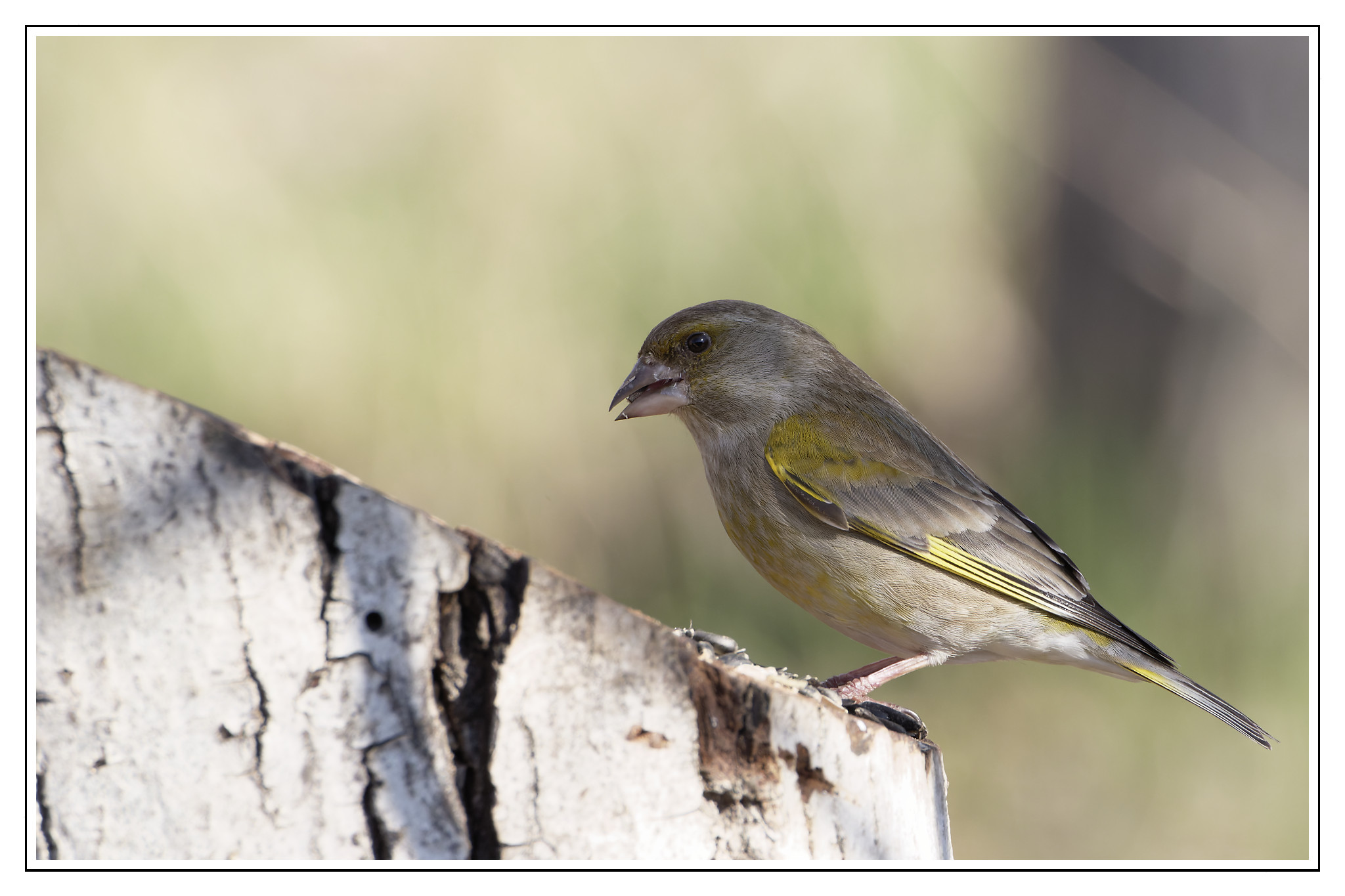Greenfinch