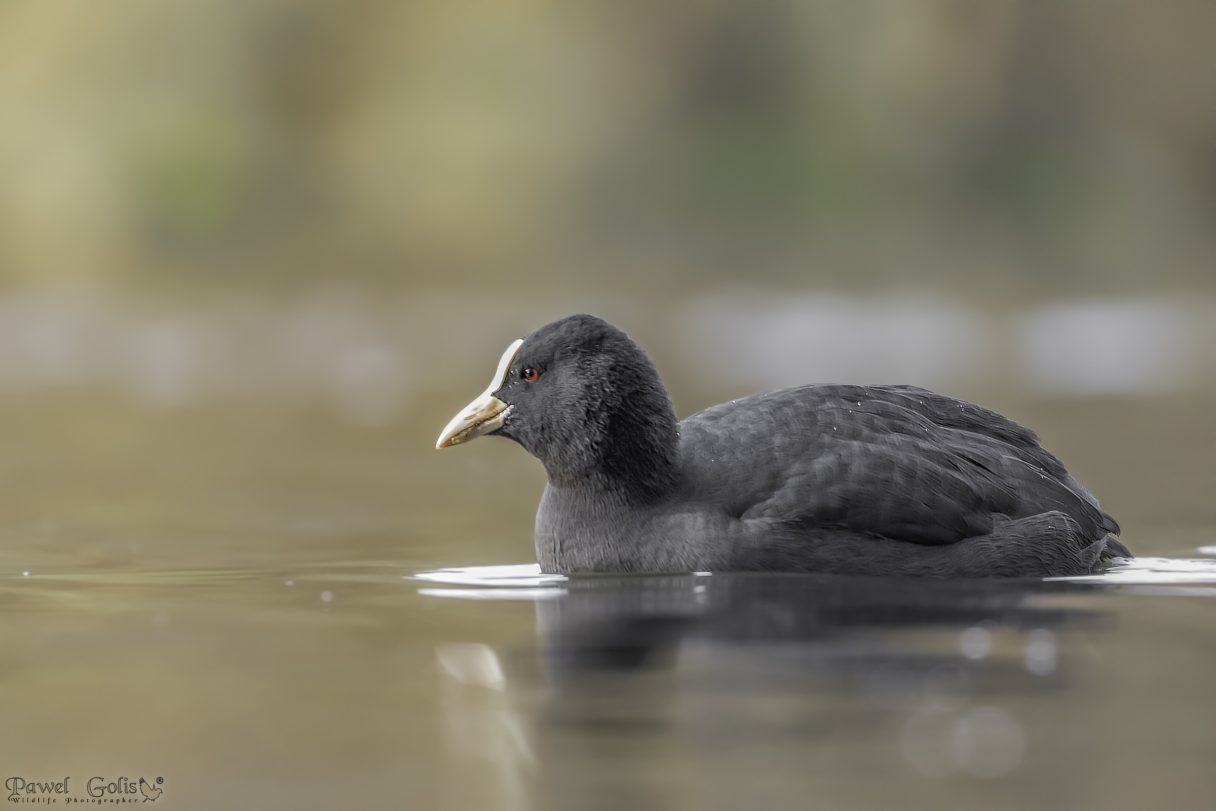 Folaga eurasiatica (Fulica atra)