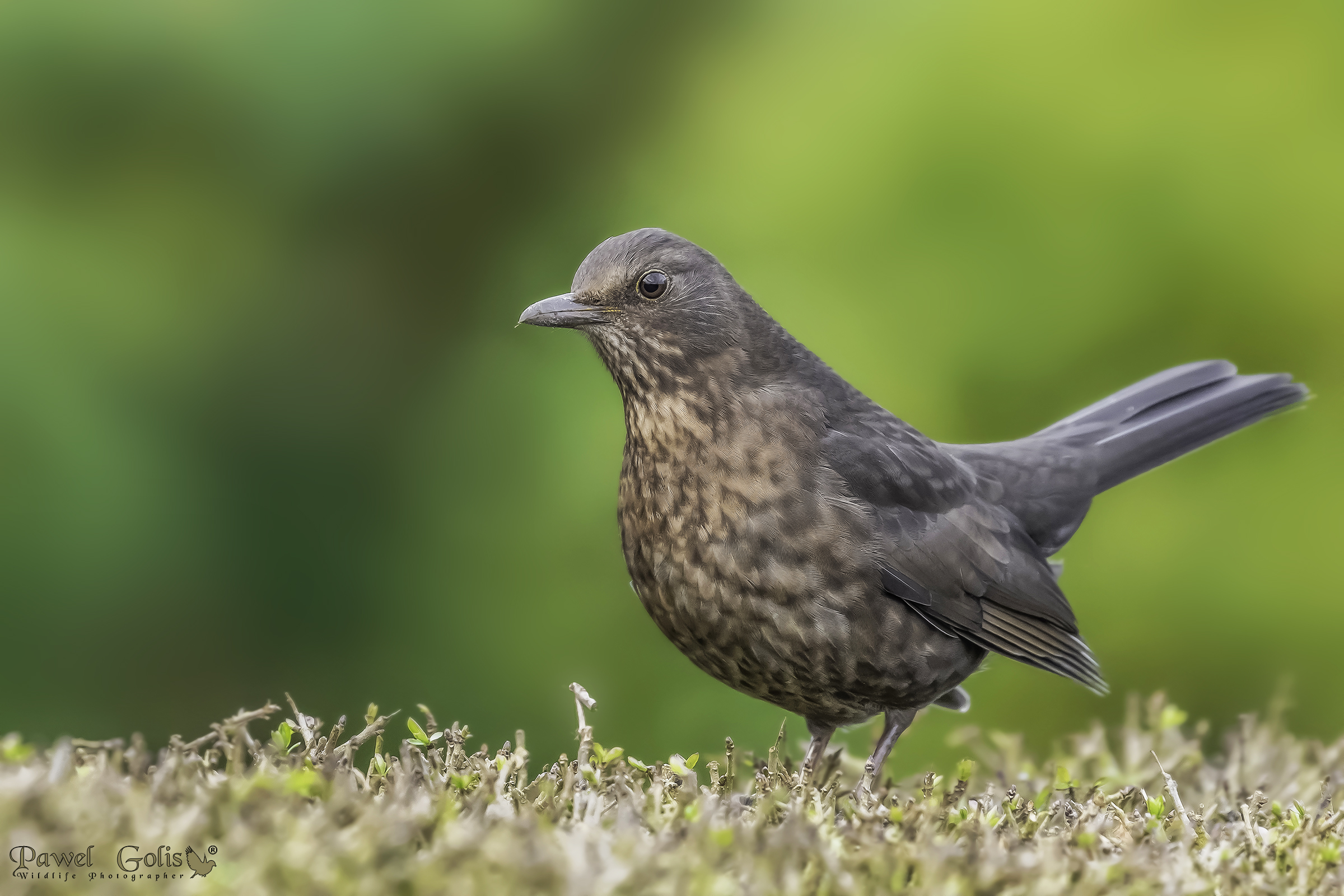 Merlo comune (Turdus merula)