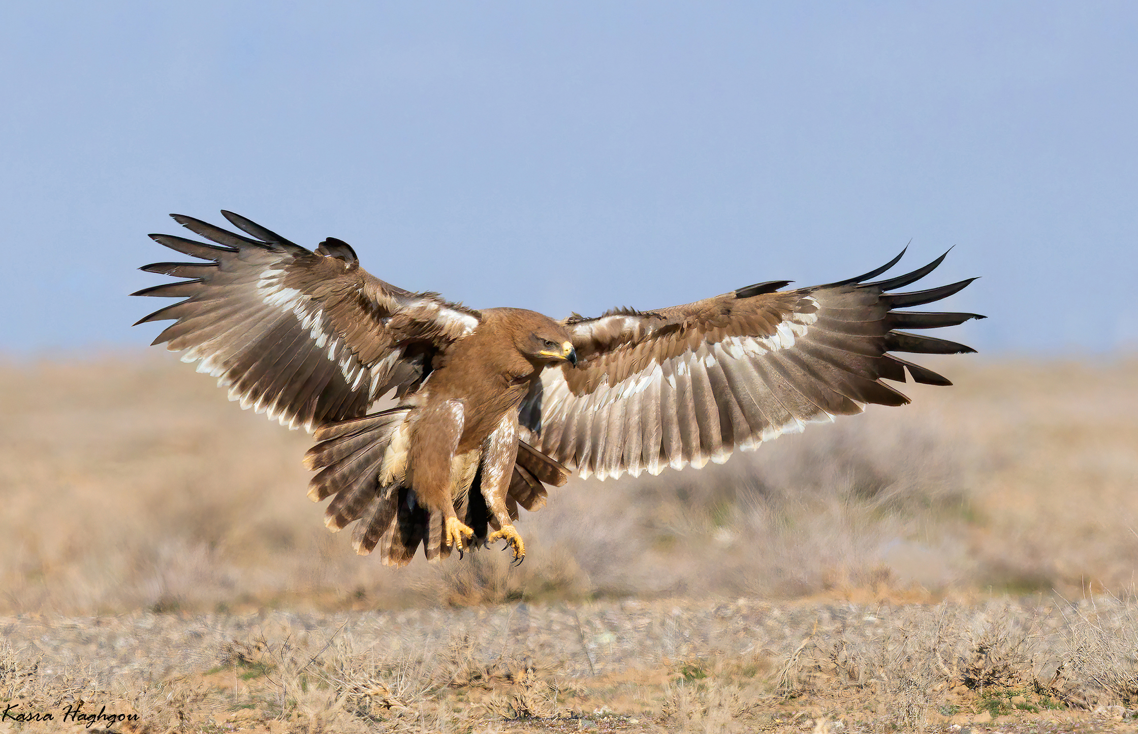 Steppe eagle
