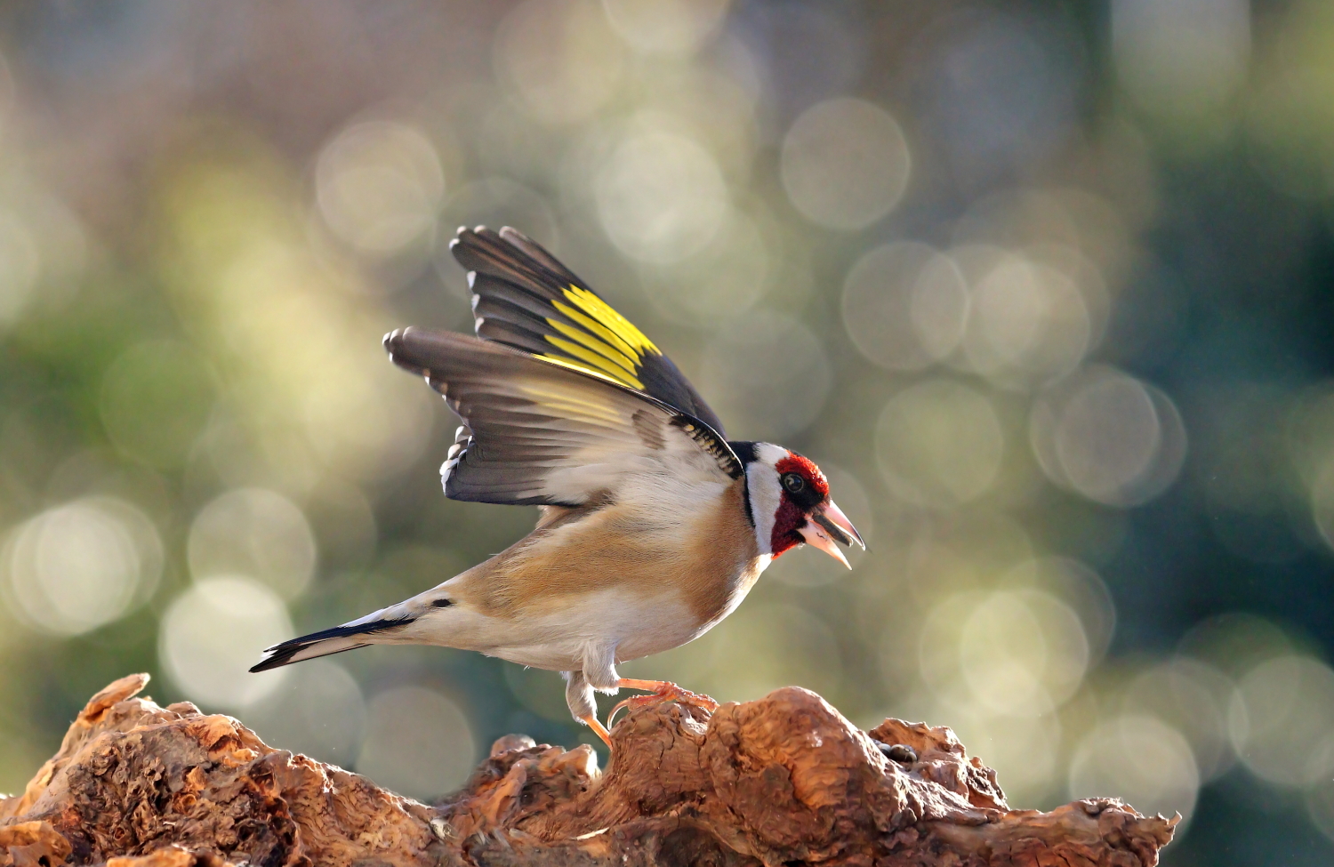 Goldfinch