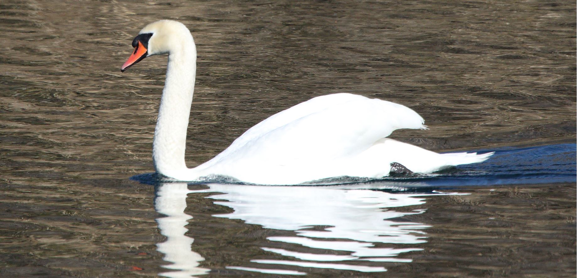 swan 23-02-2022
