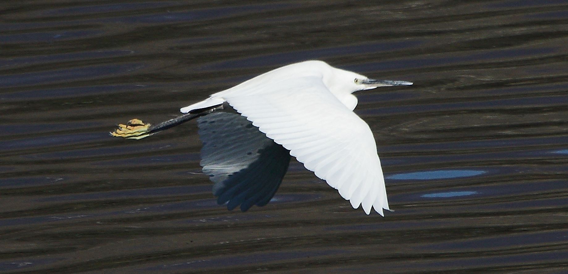egret 23-02-2022