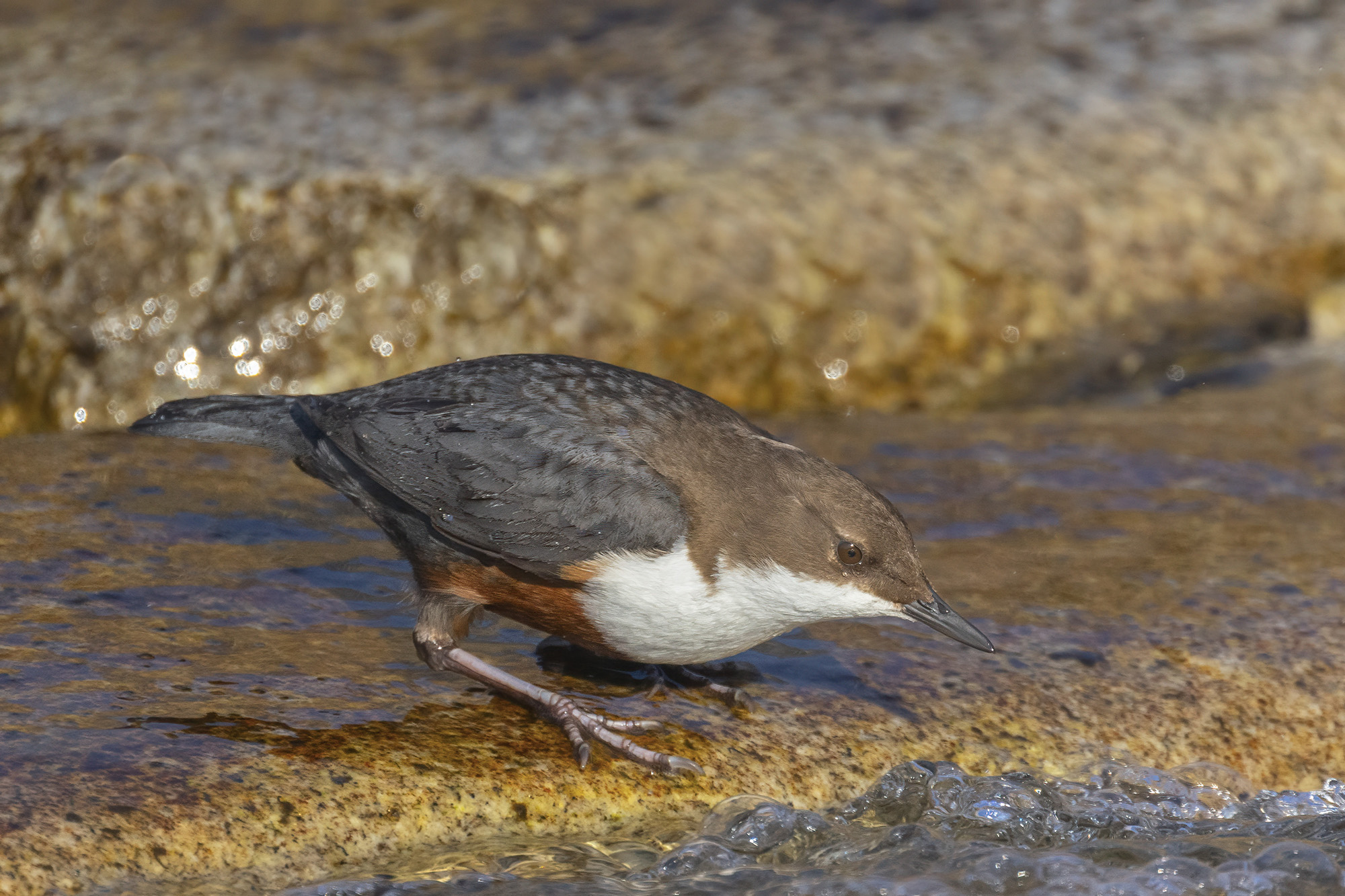 merlo acquaiolo punta qualcosa sott'acqua