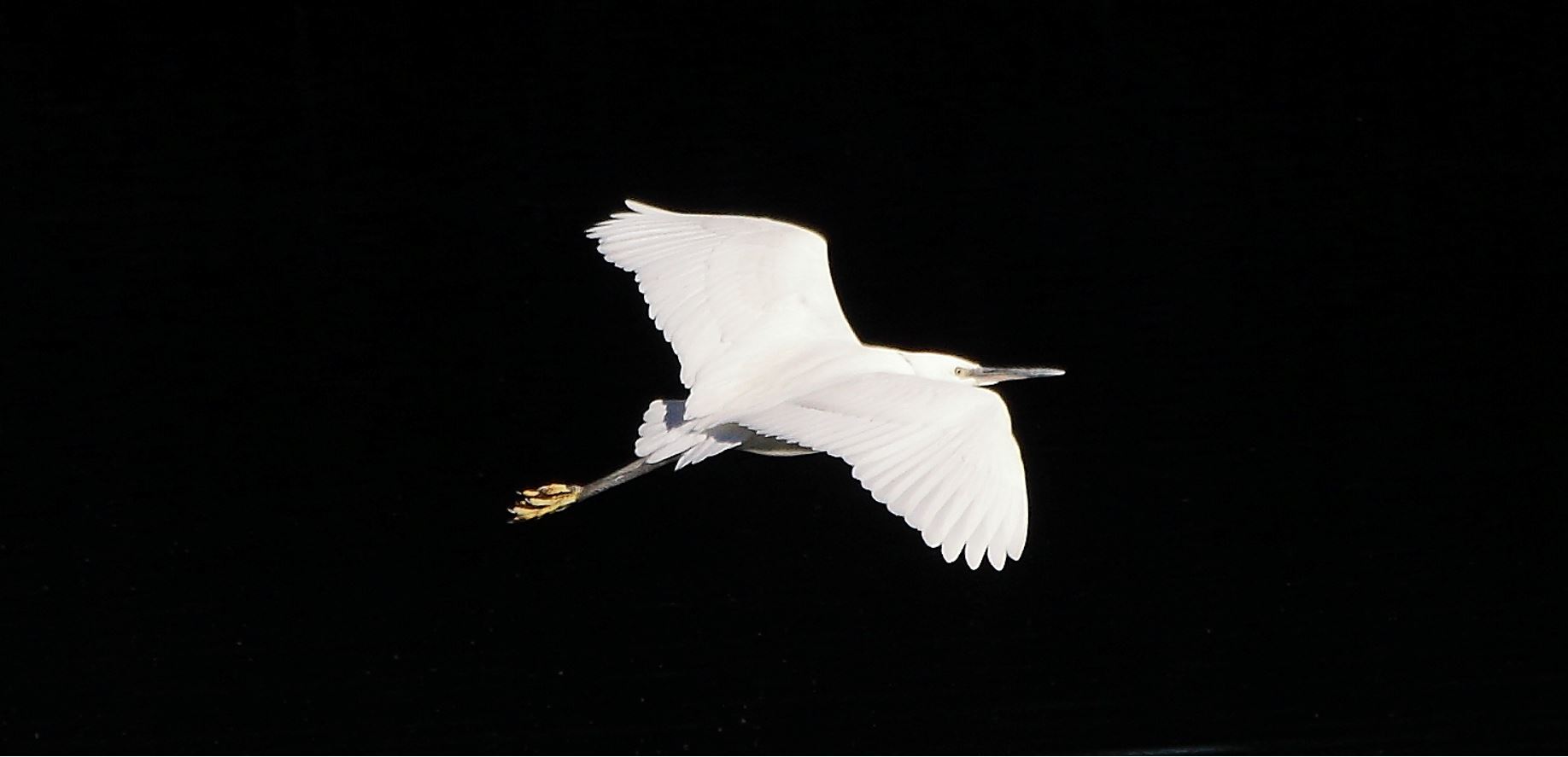 egret 23-02-2022