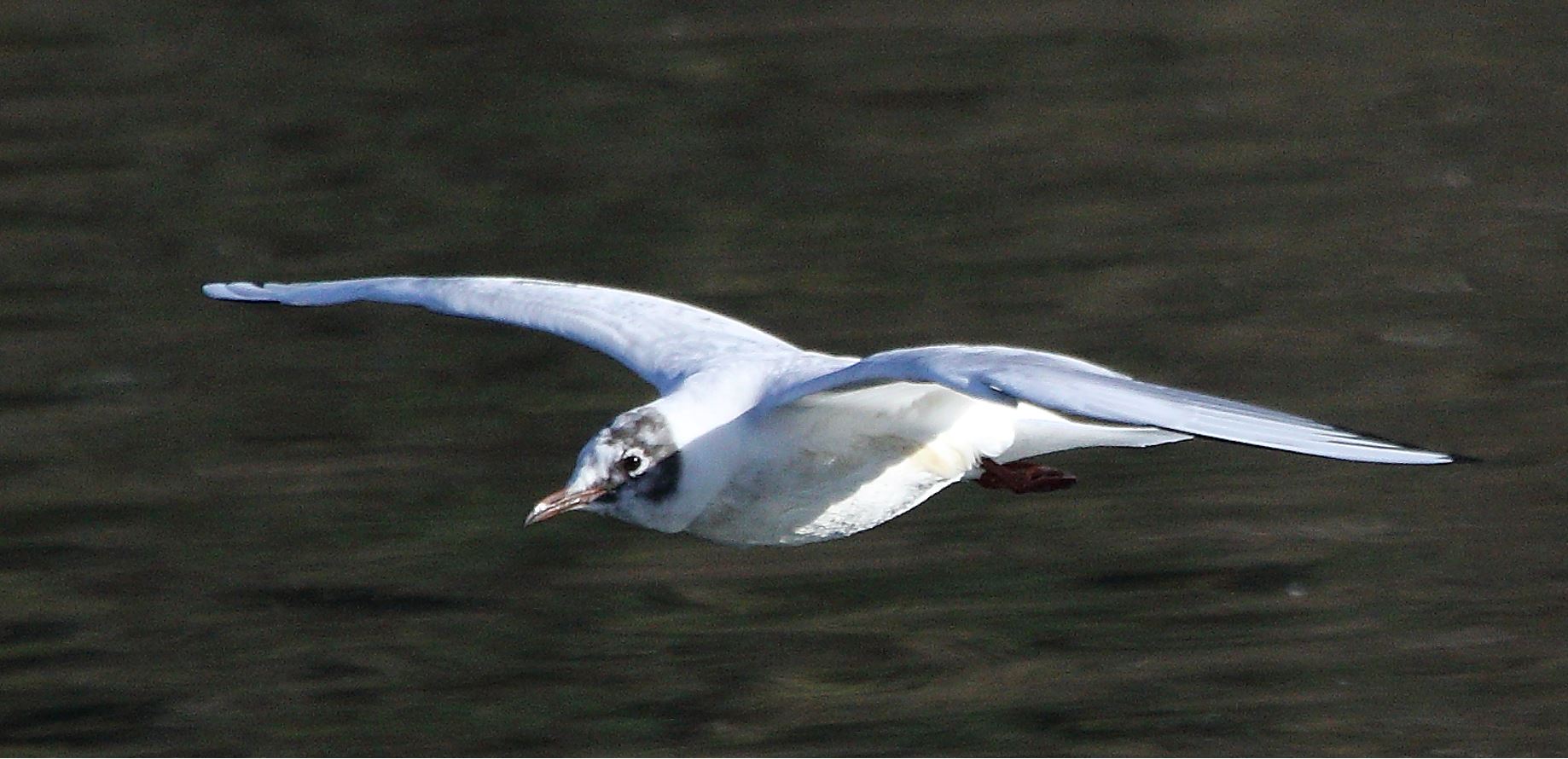 terrestrial gull 23-02-2022