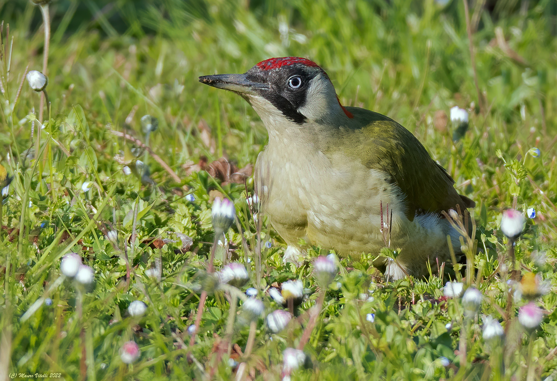 Green woodpecker (Picus virdis) female