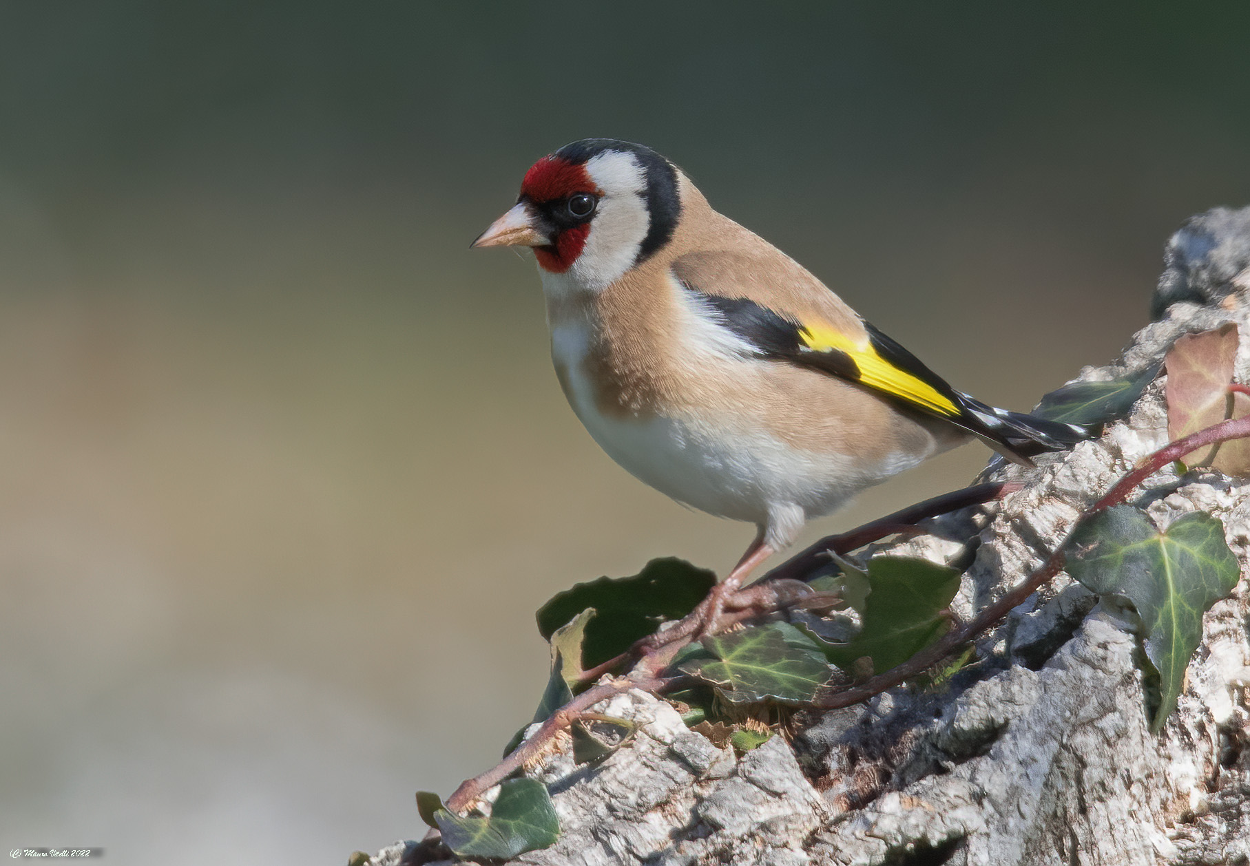 Goldfinch (Carduelis carduelis)