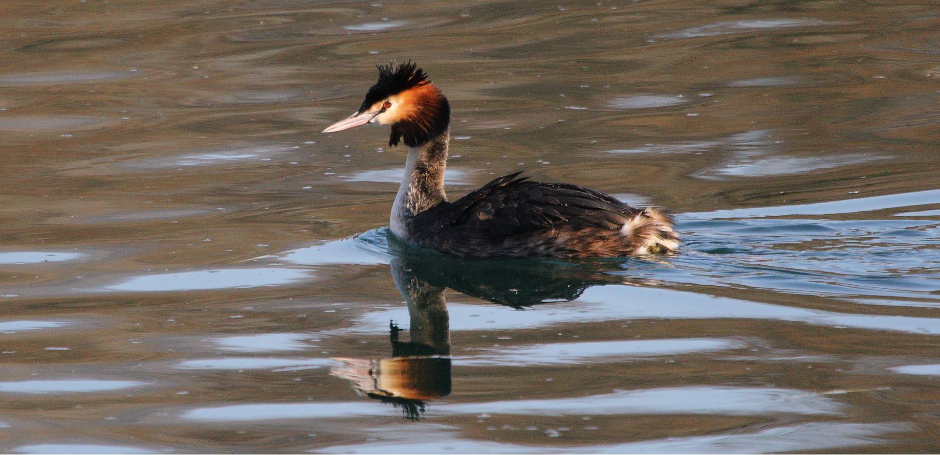 grebe 23-02-2022