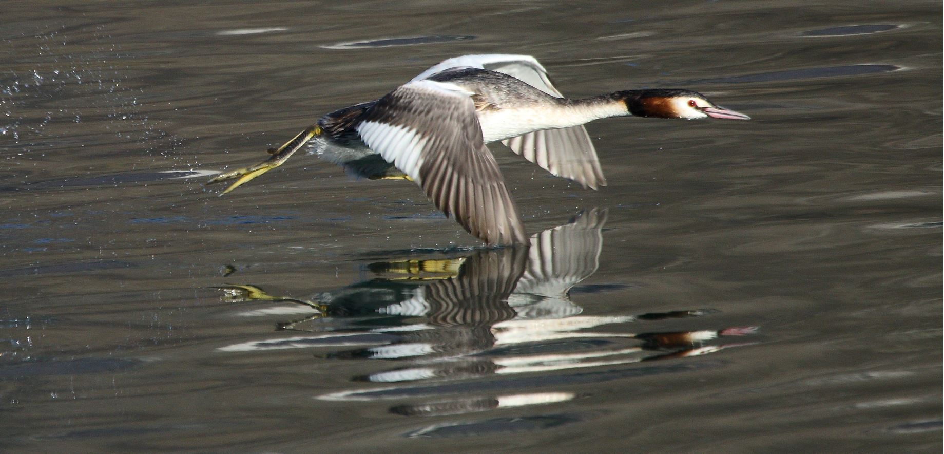 grebe in flight 23-02-2022