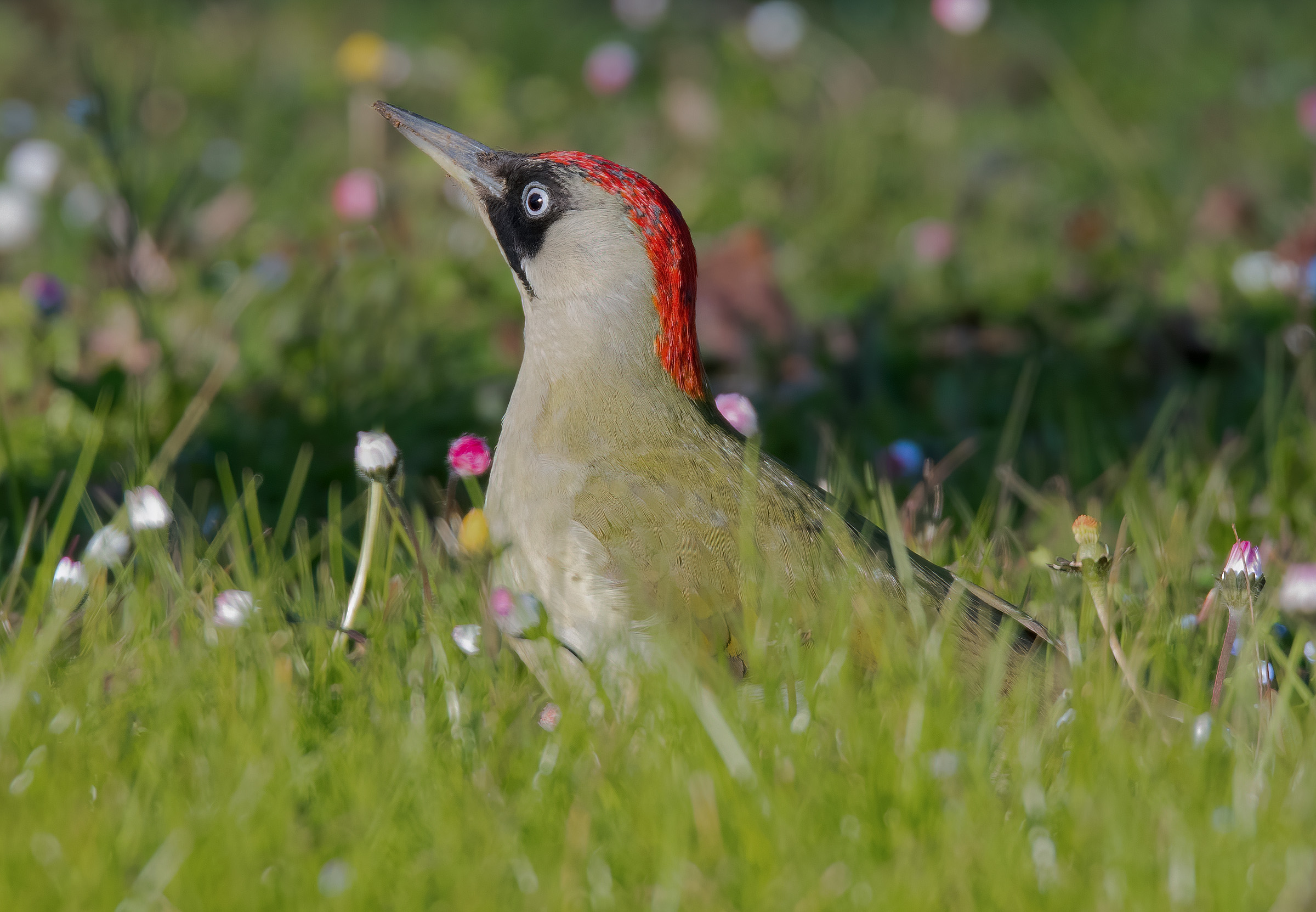 Green woodpecker (Picus virdis) female