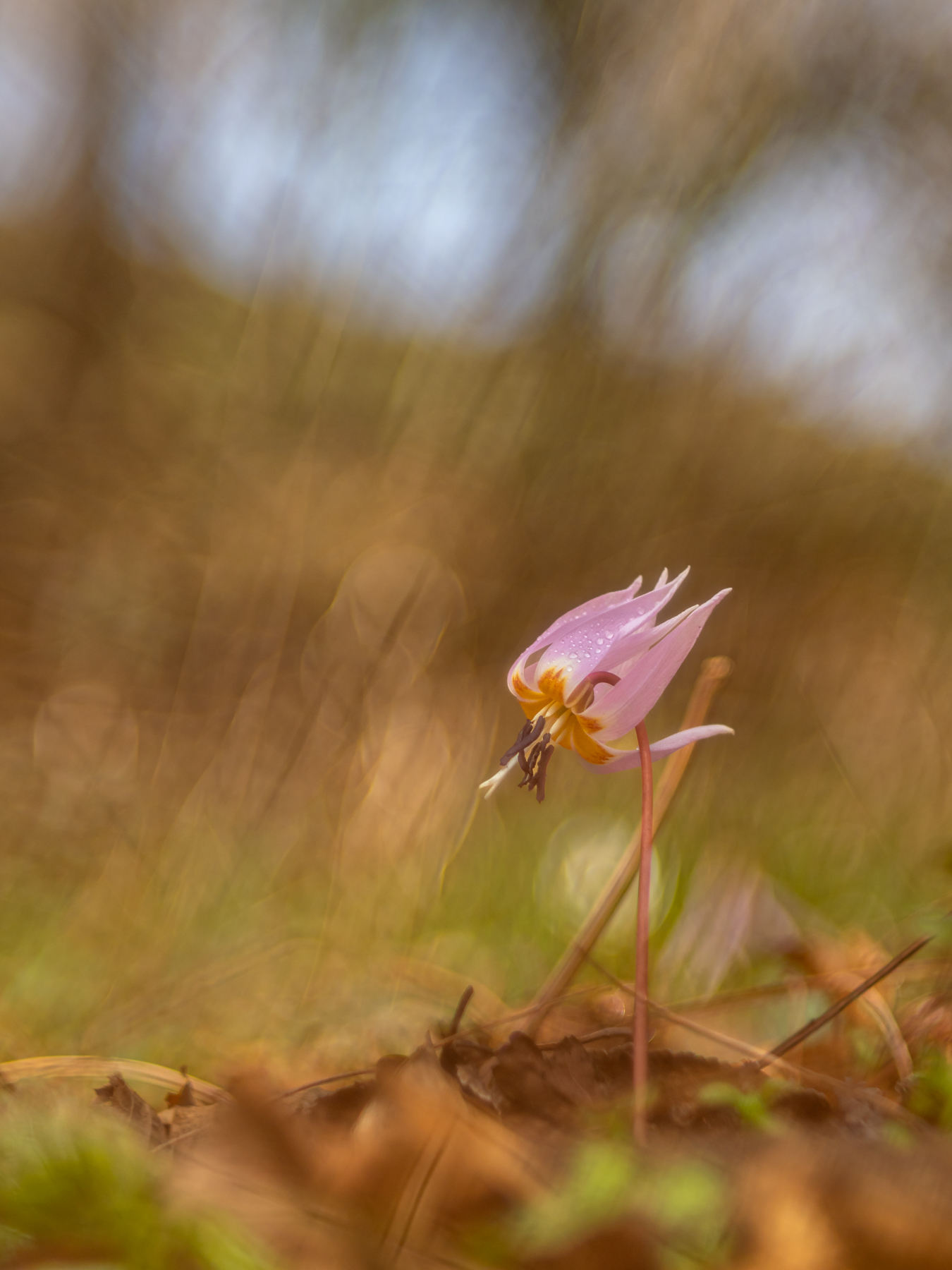 Dente di Cane (Erythronium dens-canis)