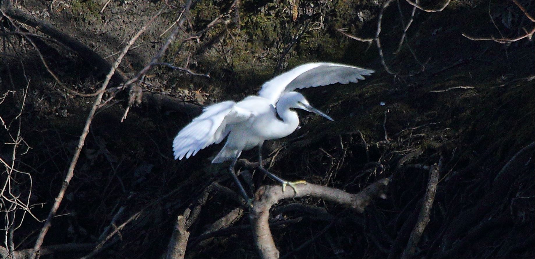egret 23-02-2022