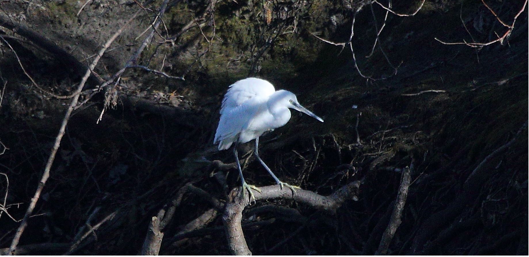 egret 23-02-2022