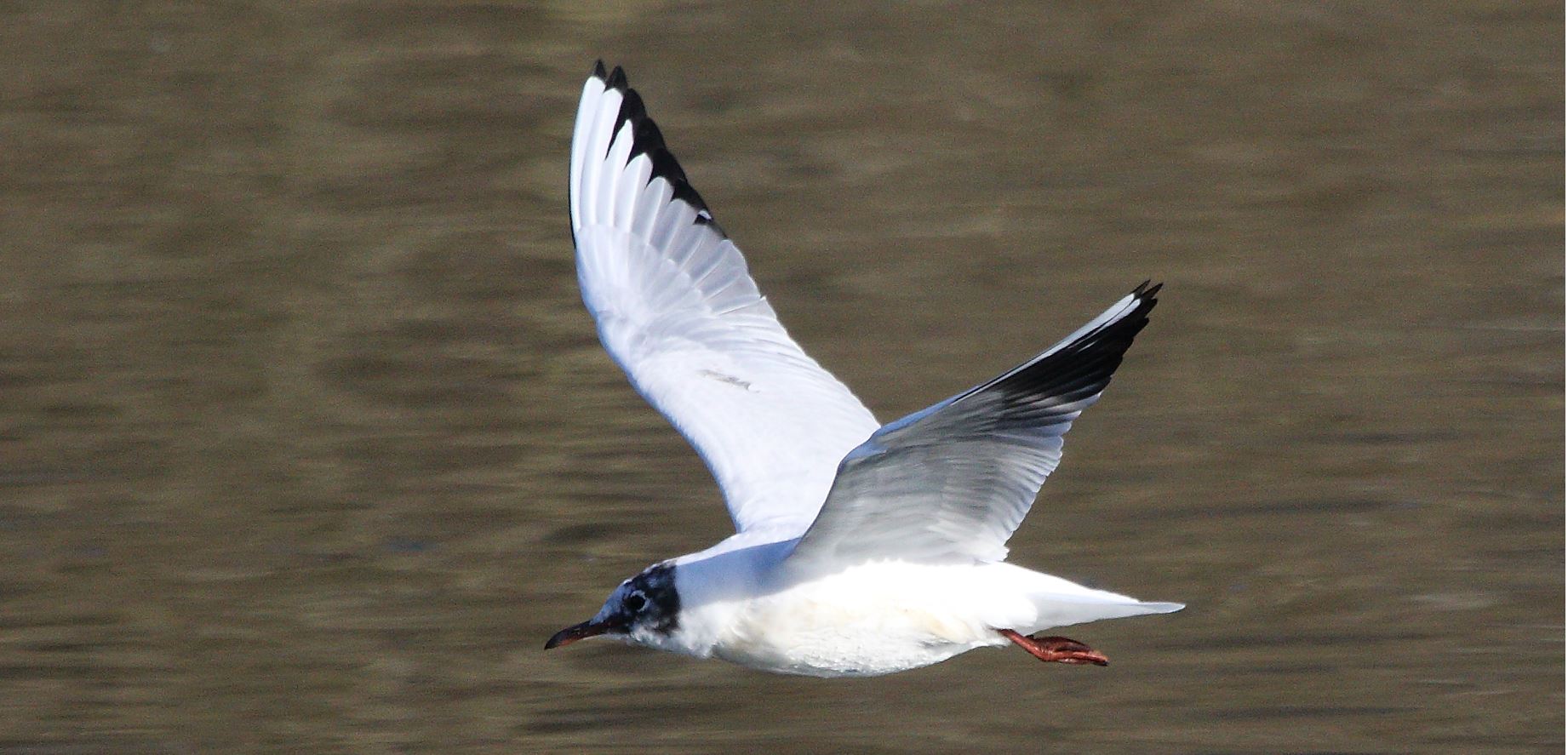 terrestrial gull 23-02-2022