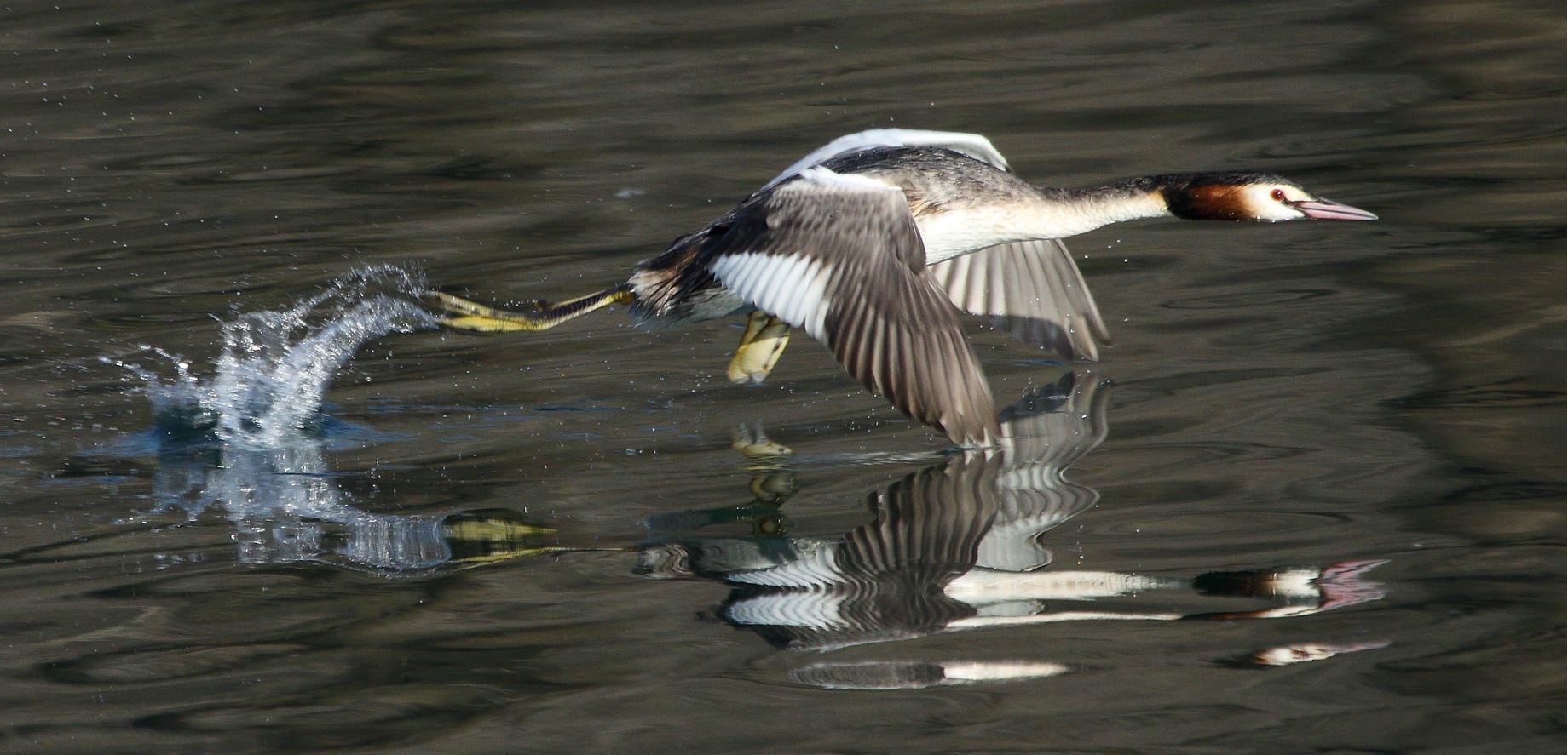 grebe 23-02-2022