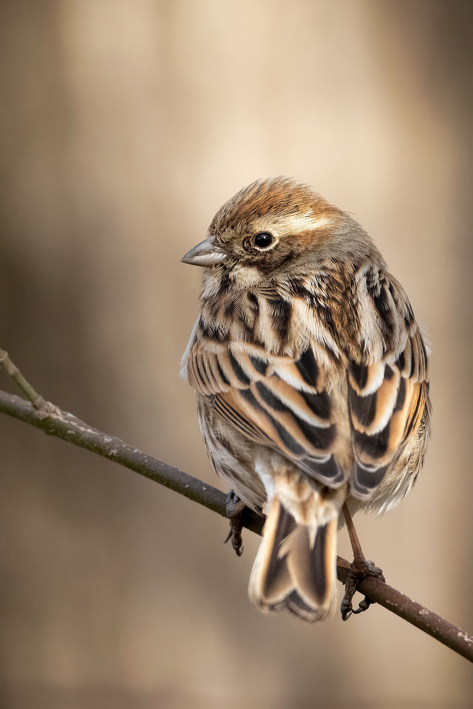Migliarino di palude femmina