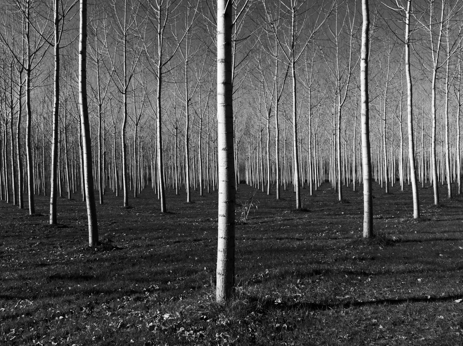 Poplars