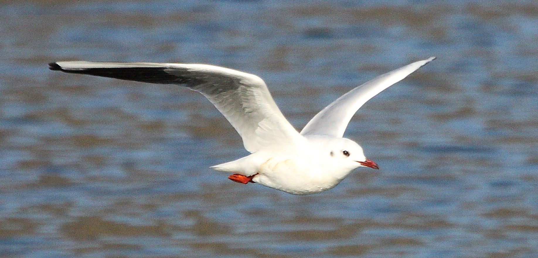 terrestrial gull 23-02-2022