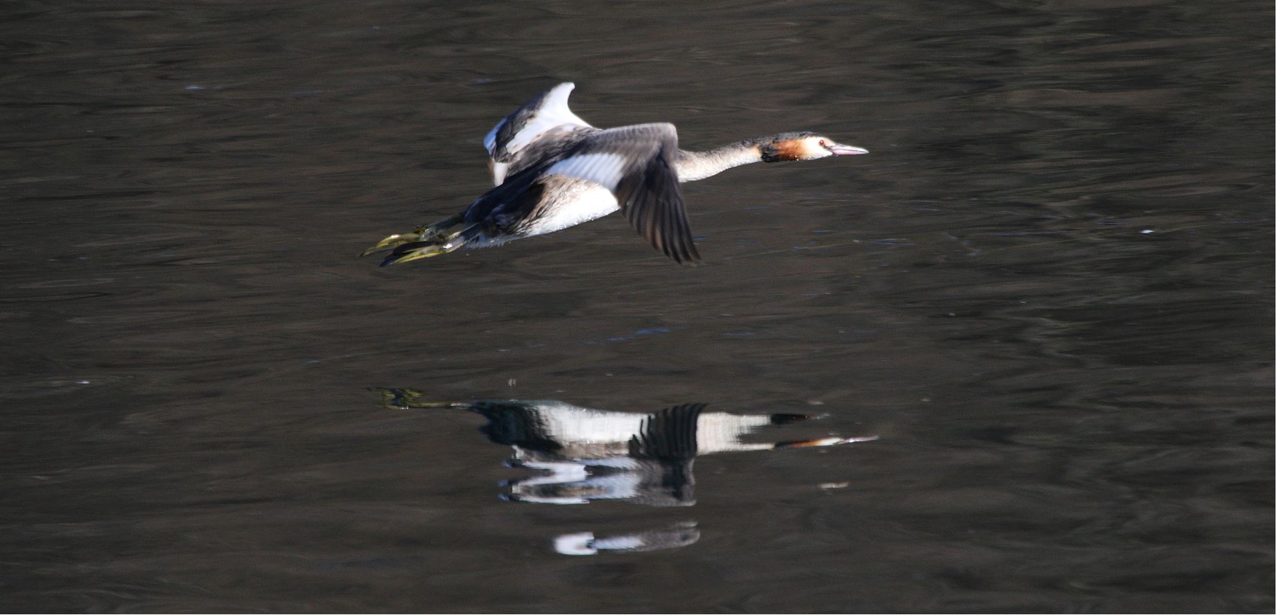 grebe 23-02-2022