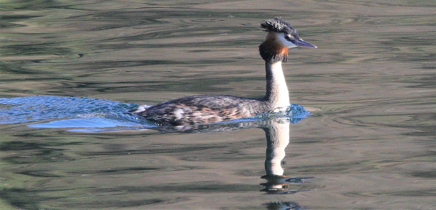 grebe 23-02-2022