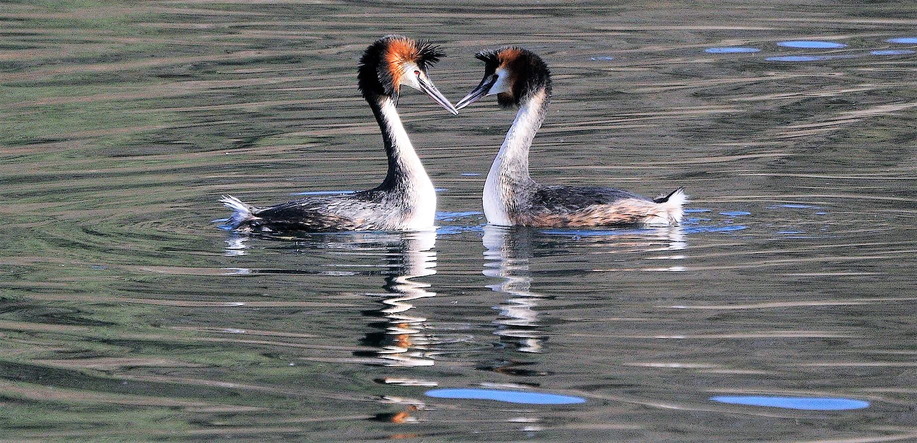grebes 23-02-2022