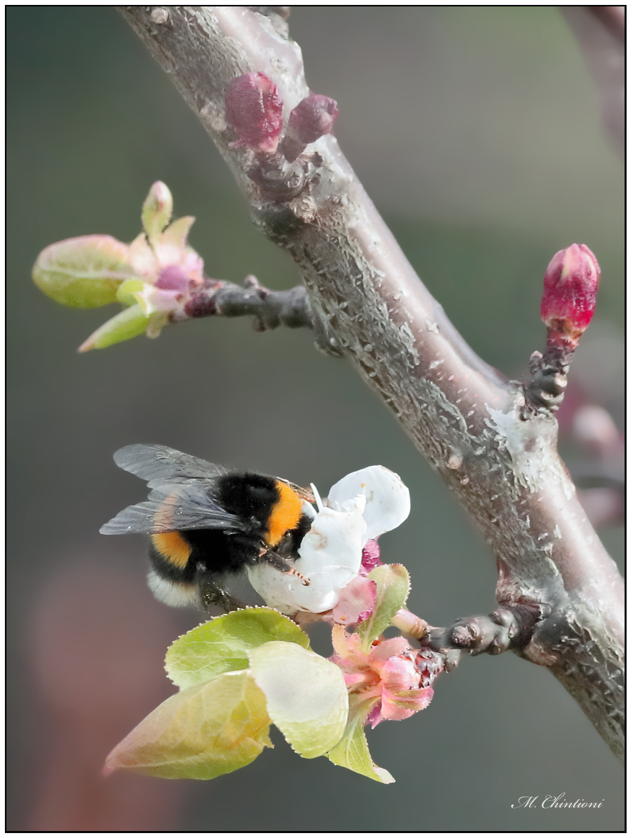 ..... su Fiori di Albicocco