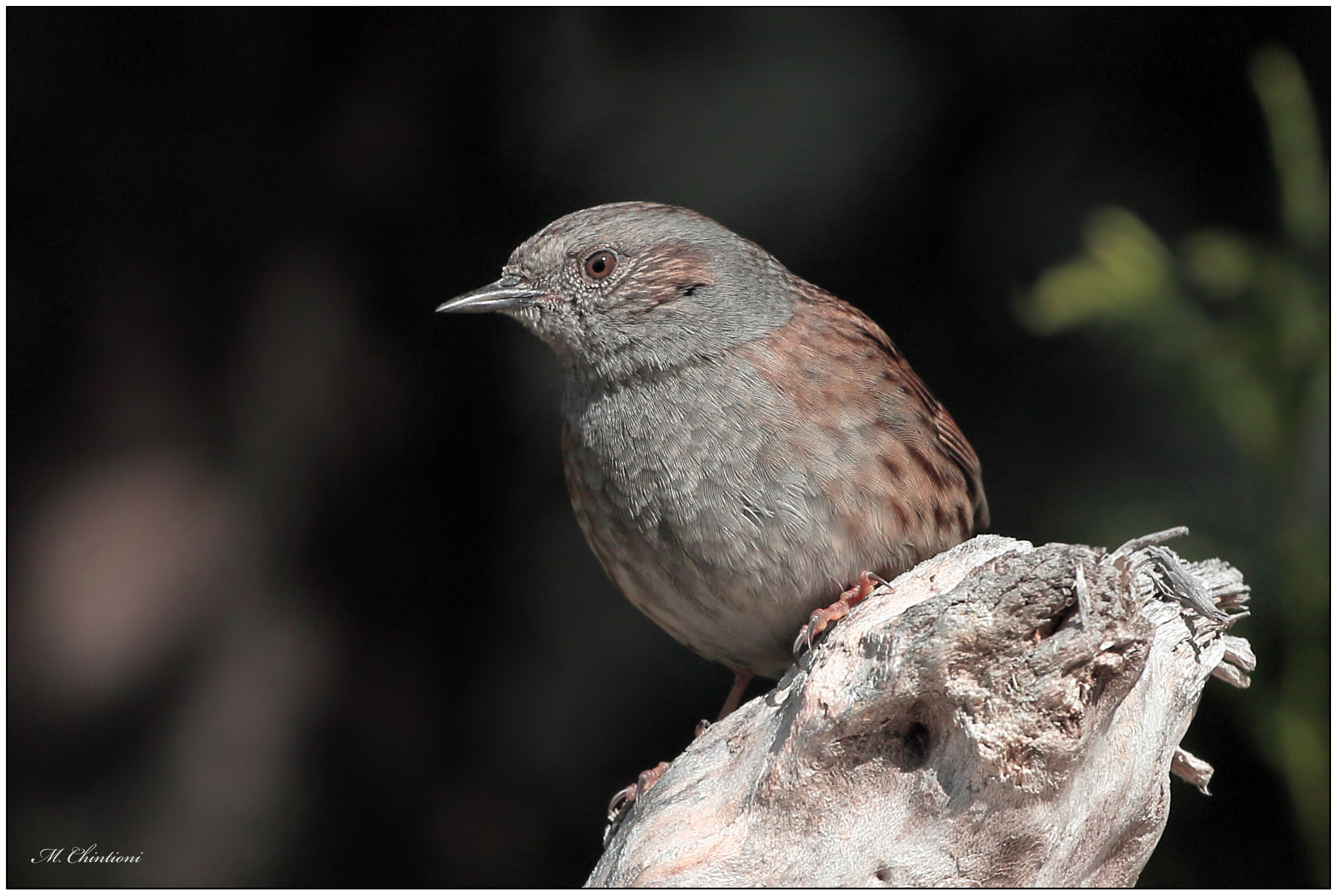 Dunnock