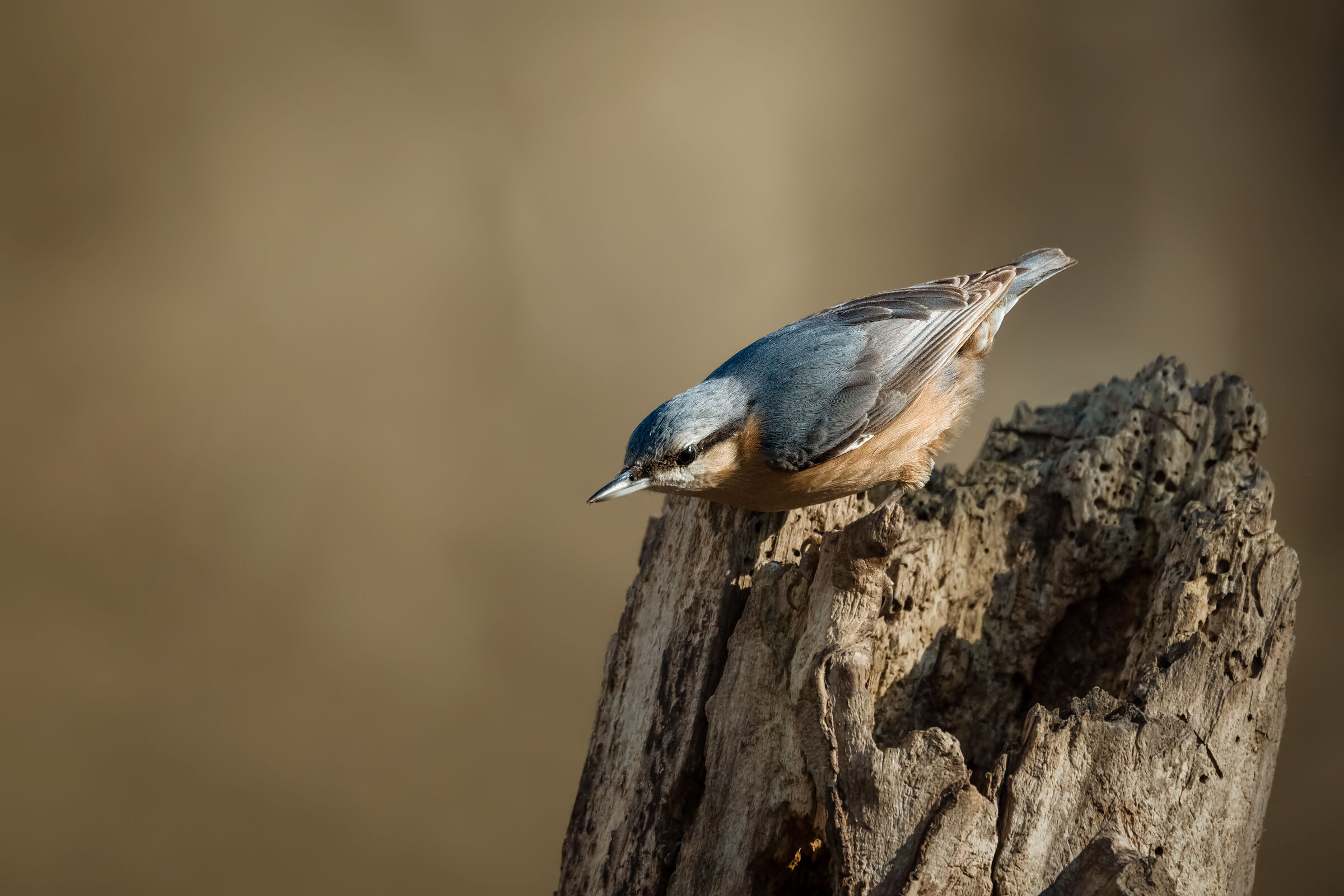 Woodpecker mason (sitta europaea) n.2