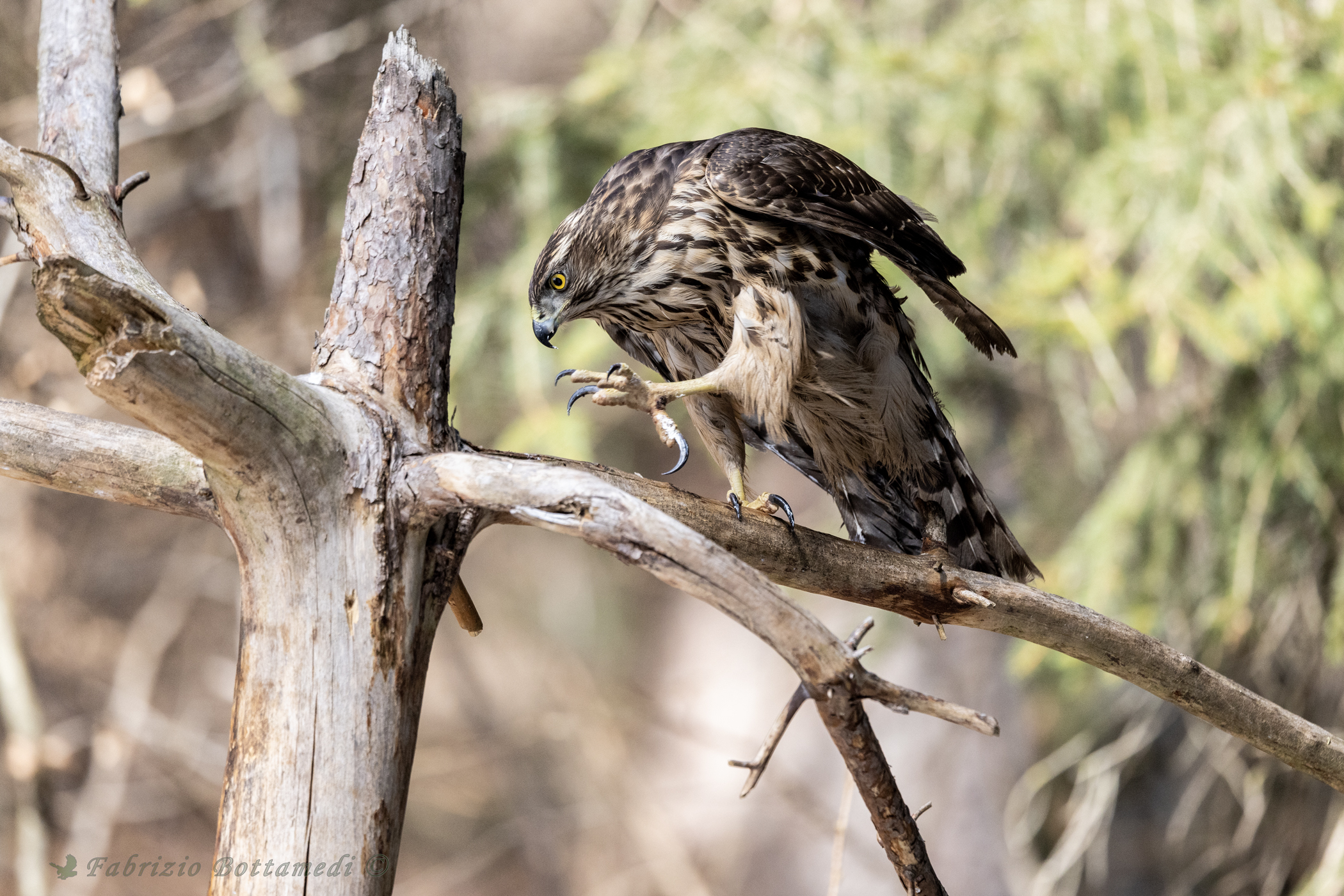 The claws of the young goshawk