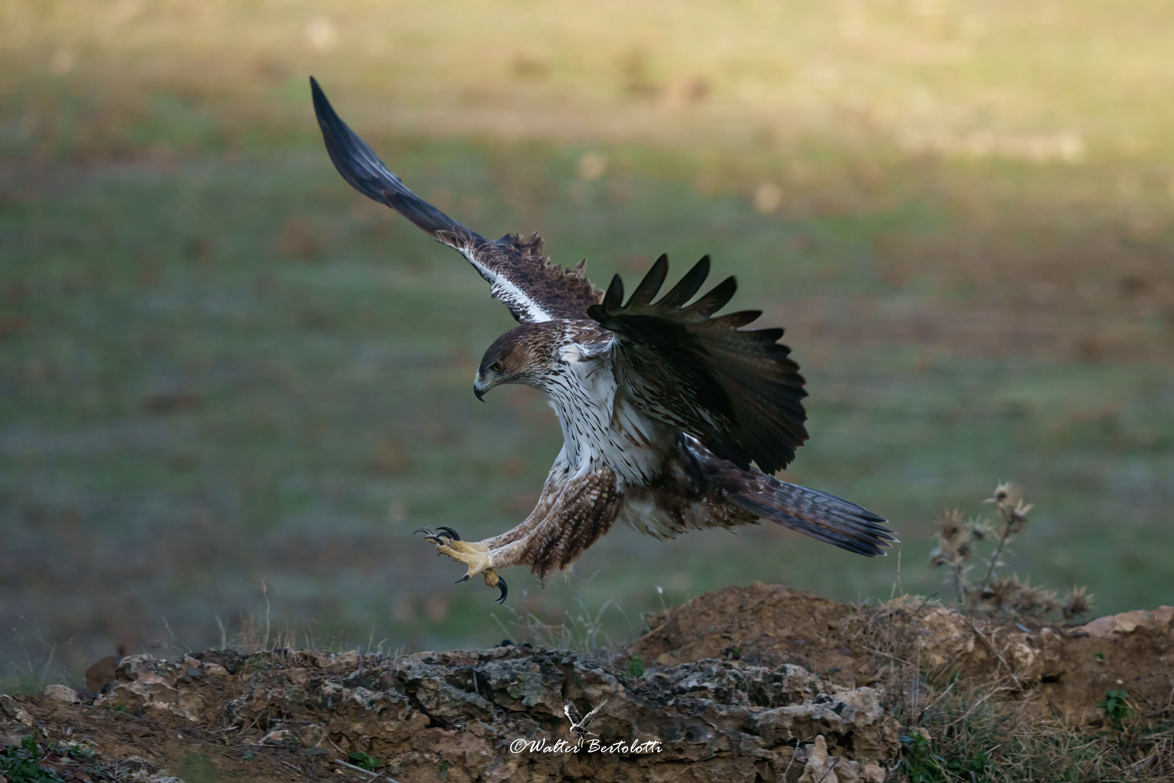 the arrival of bonelli