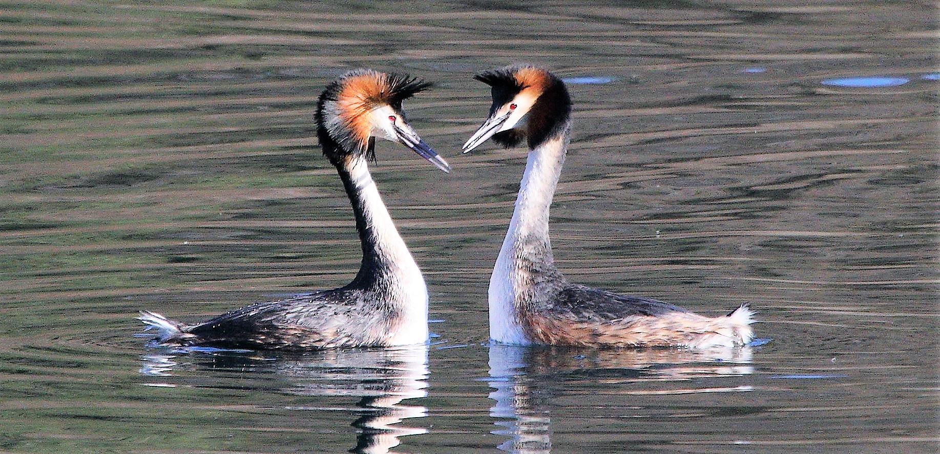 grebes 23-02-2022