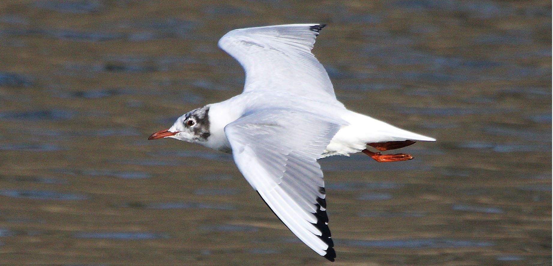 terrestrial gull 23-02-2022