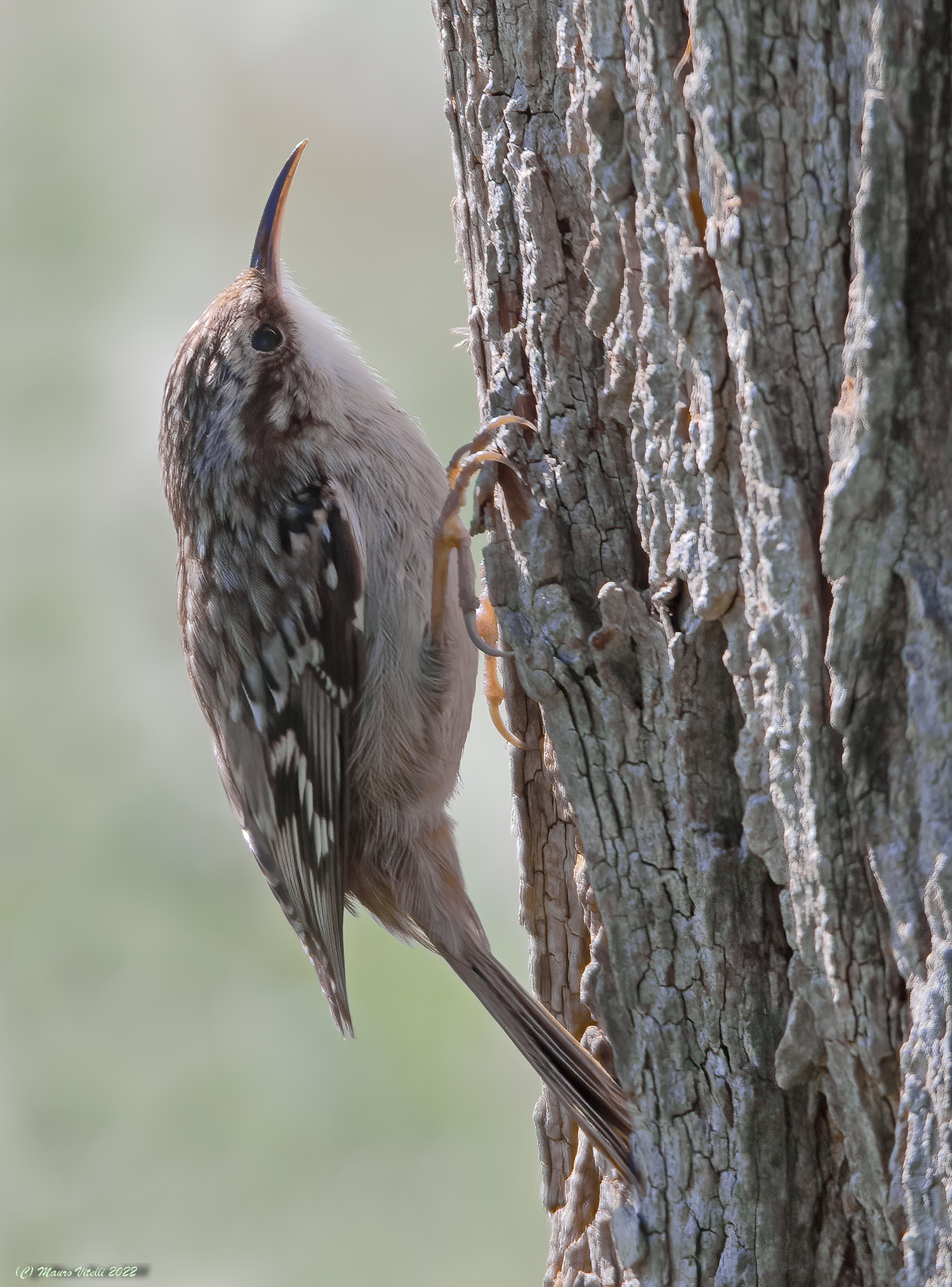 Common rampichino (Certhia brachydactyla)
