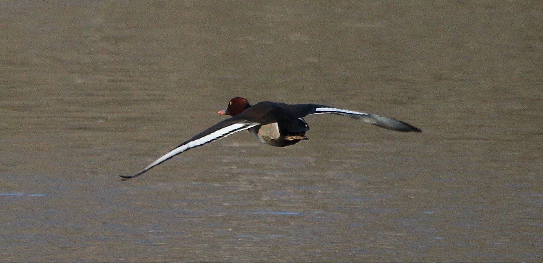 moriglione 23-02-2022